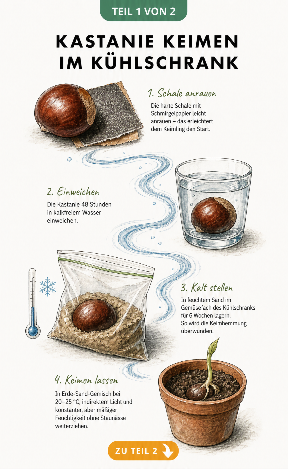 Botanische Illustration der Kastanienkeimung: Vom Anrauen der Schale über das Einweichen bis zur Stratifikation im Kühlschrank und dem ersten Trieb im...