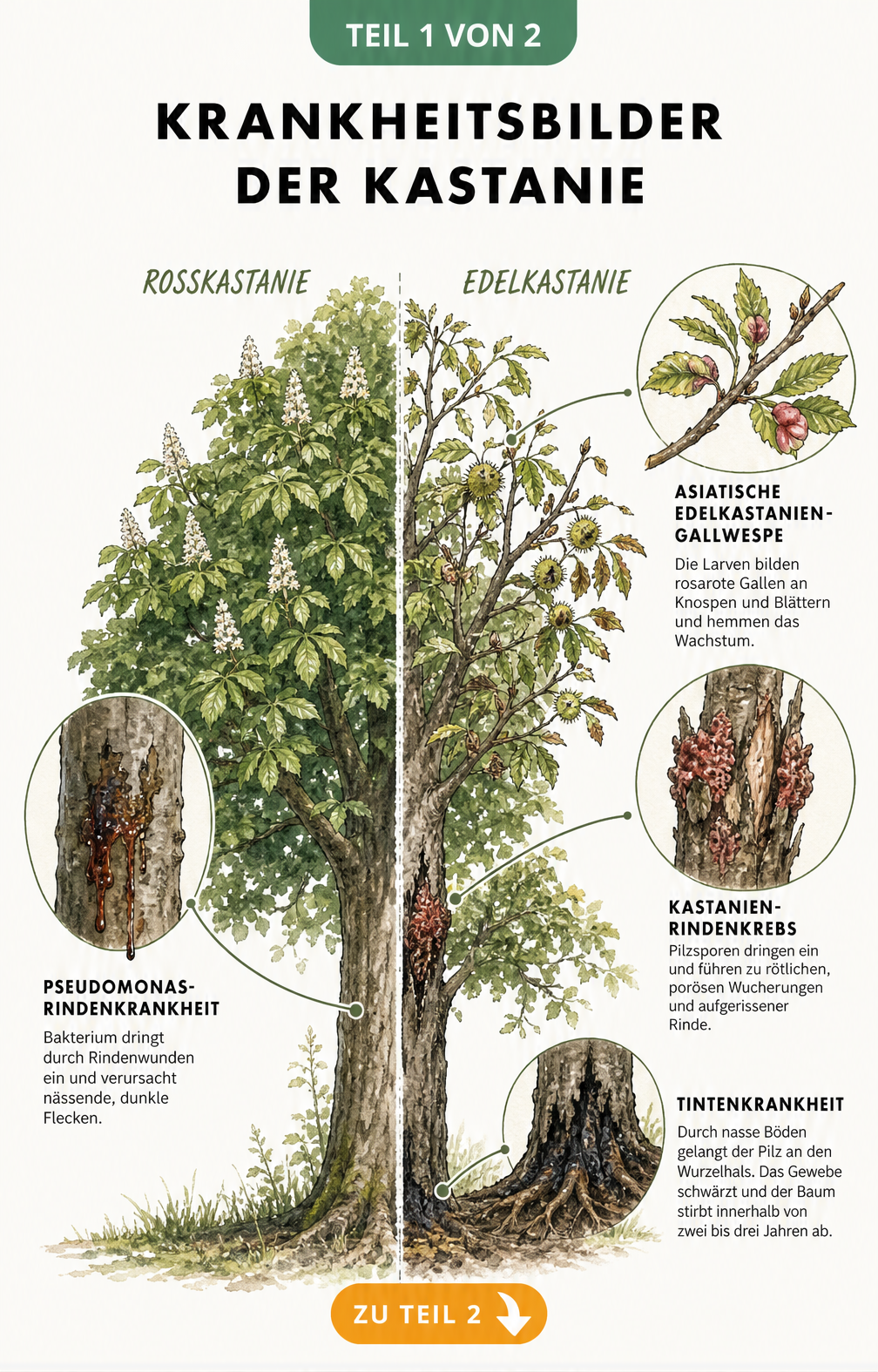 Botanische Illustration der Kastanien-Krankheiten: Pseudomonas-Rindenkrankheit an der Rosskastanie sowie Tintenkrankheit, Kastanienrindenkrebs und Asiatische...
