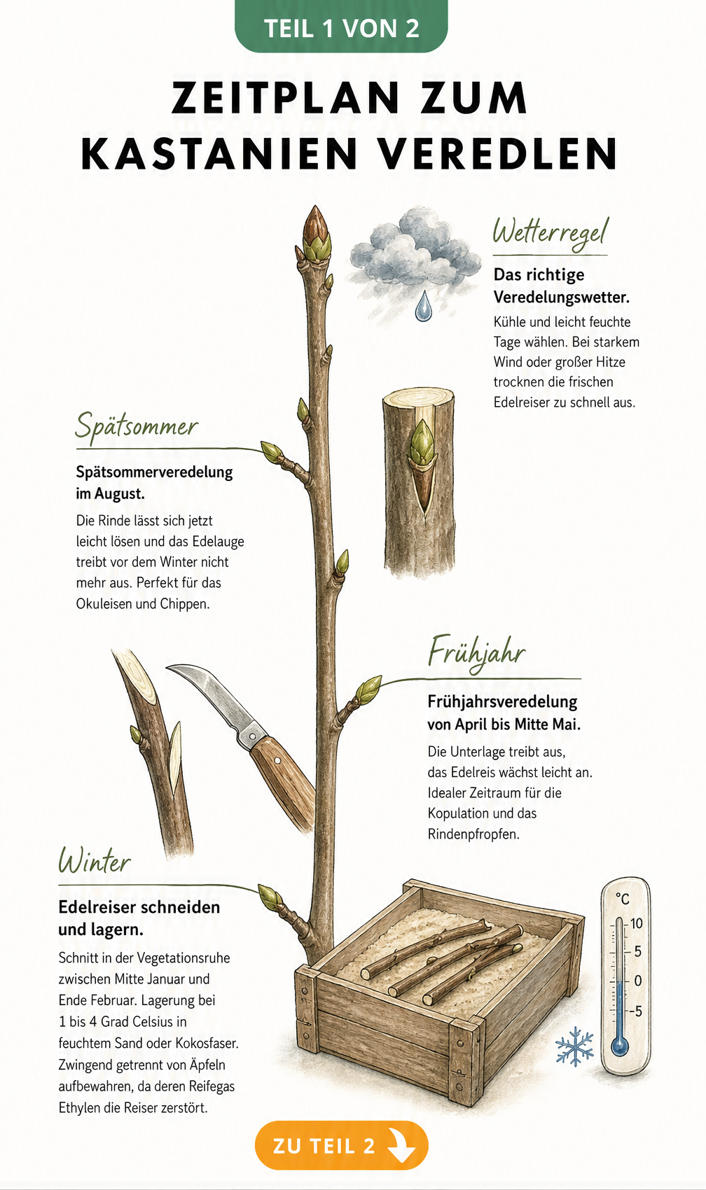 Zeitstrahl mit den vier wichtigsten Phasen zum Veredeln von Kastanienbäumen von Winter bis Spätsommer