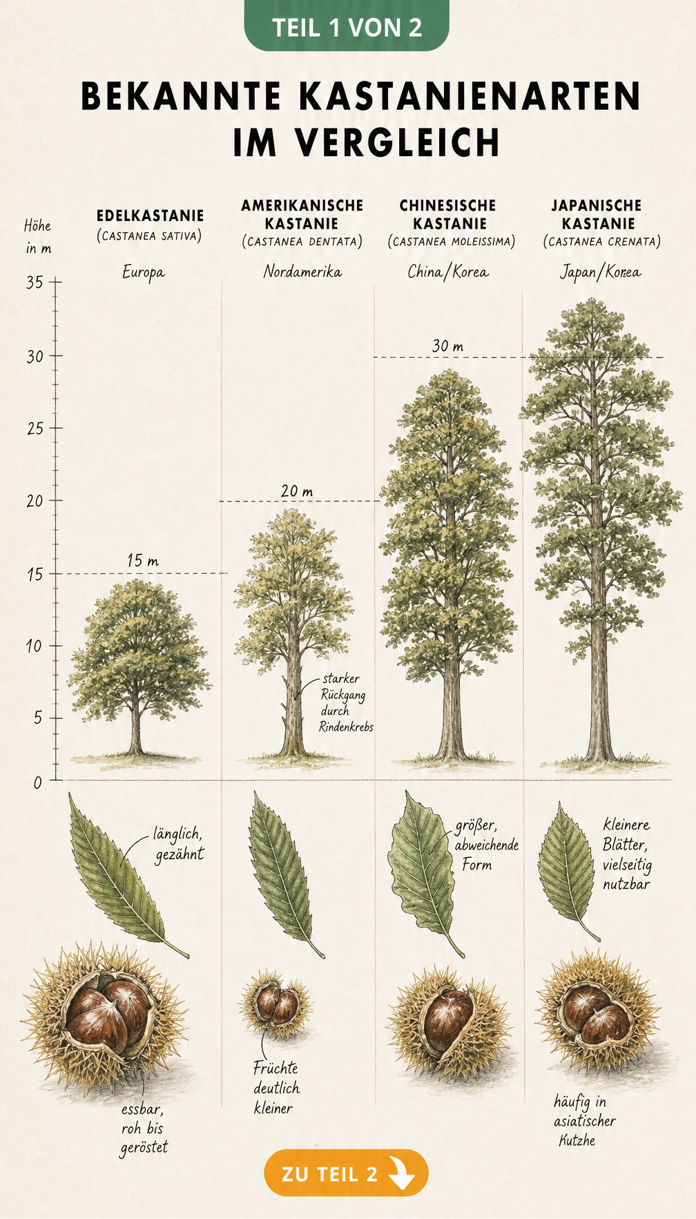 Botanische Illustration der vier bekanntesten Kastanienarten im Vergleich: Edelkastanie, Amerikanische, Chinesische und Japanische Kastanie mit Blättern und...