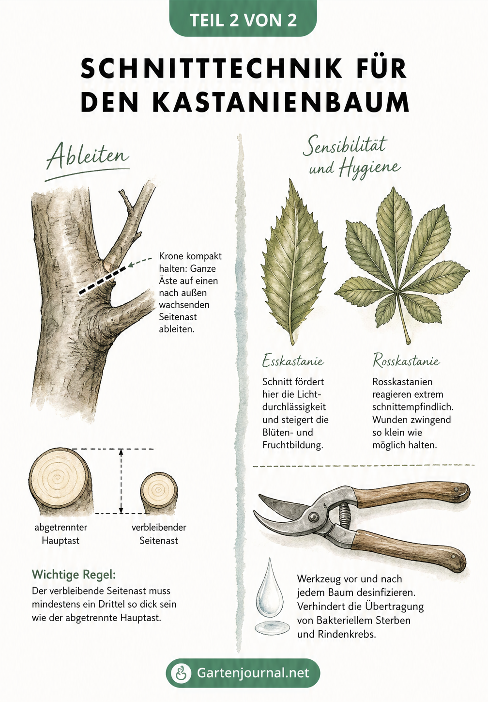 Illustration zur Schnitttechnik beim Kastanienbaum, die das Ableiten von Ästen und die Desinfektion der Astschere zeigt.