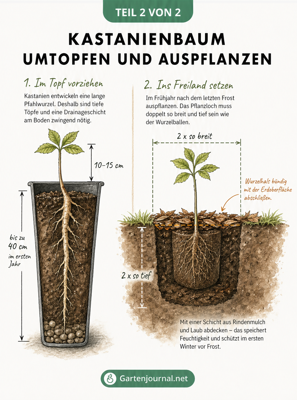 Querschnitt-Skizze zum Umtopfen und Auspflanzen eines Kastanienbaums: Zeigt die tiefe Pfahlwurzel im Anzuchttopf und das korrekte Einpflanzen im Garten mit...