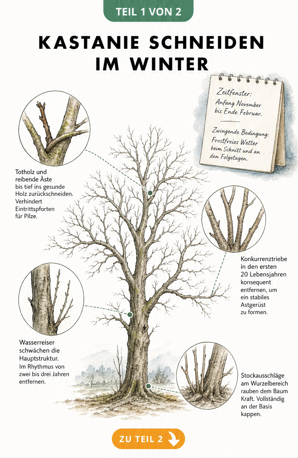 Botanische Illustration eines Kastanienbaums im Winter mit Lupen-Ausschnitten zu Stockausschlägen, Wasserreisern, Totholz und Konkurrenztrieben.