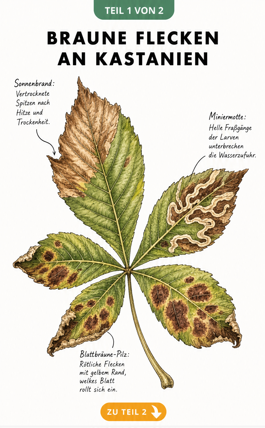 Illustration eines Kastanienblattes mit Schadbildern von Sonnenbrand, Miniermotte und Blattbräune-Pilz