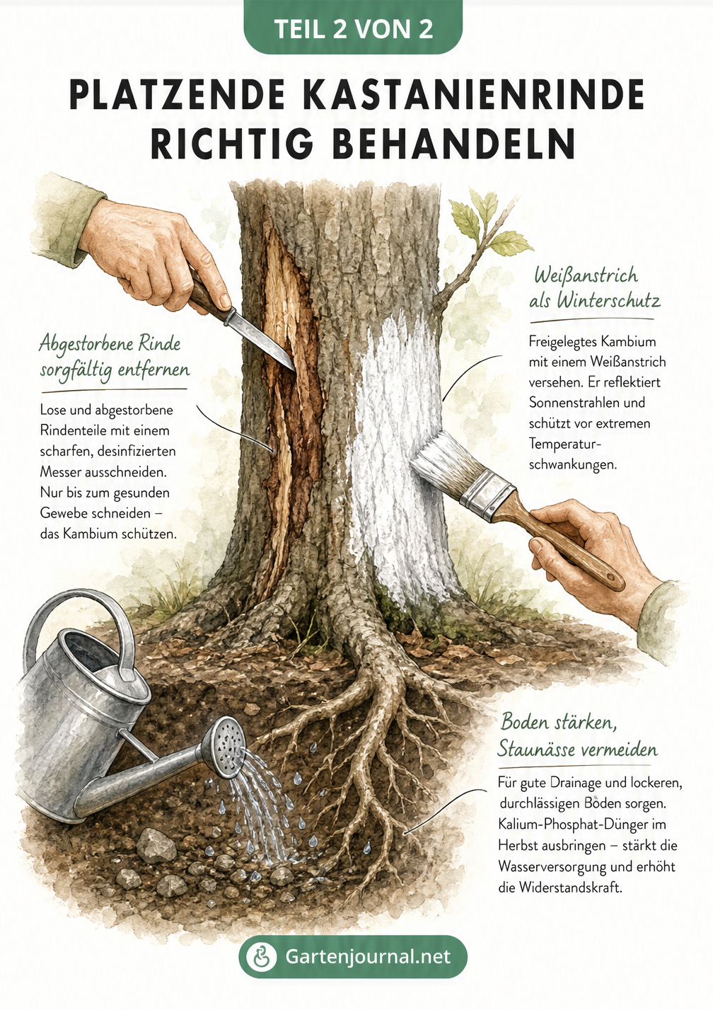 Aquarell-Illustration zur Baumpflege: Rinde schneiden, Weißanstrich auftragen und Boden wässern