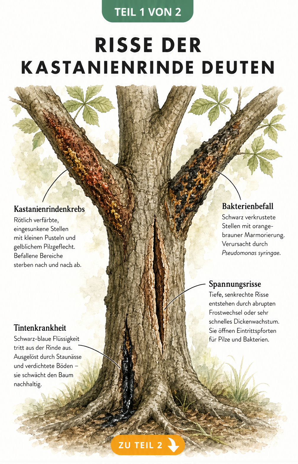 Illustration eines Kastanienstamms mit Schadbildern wie Tintenkrankheit, Spannungsrissen und Kastanienrindenkrebs