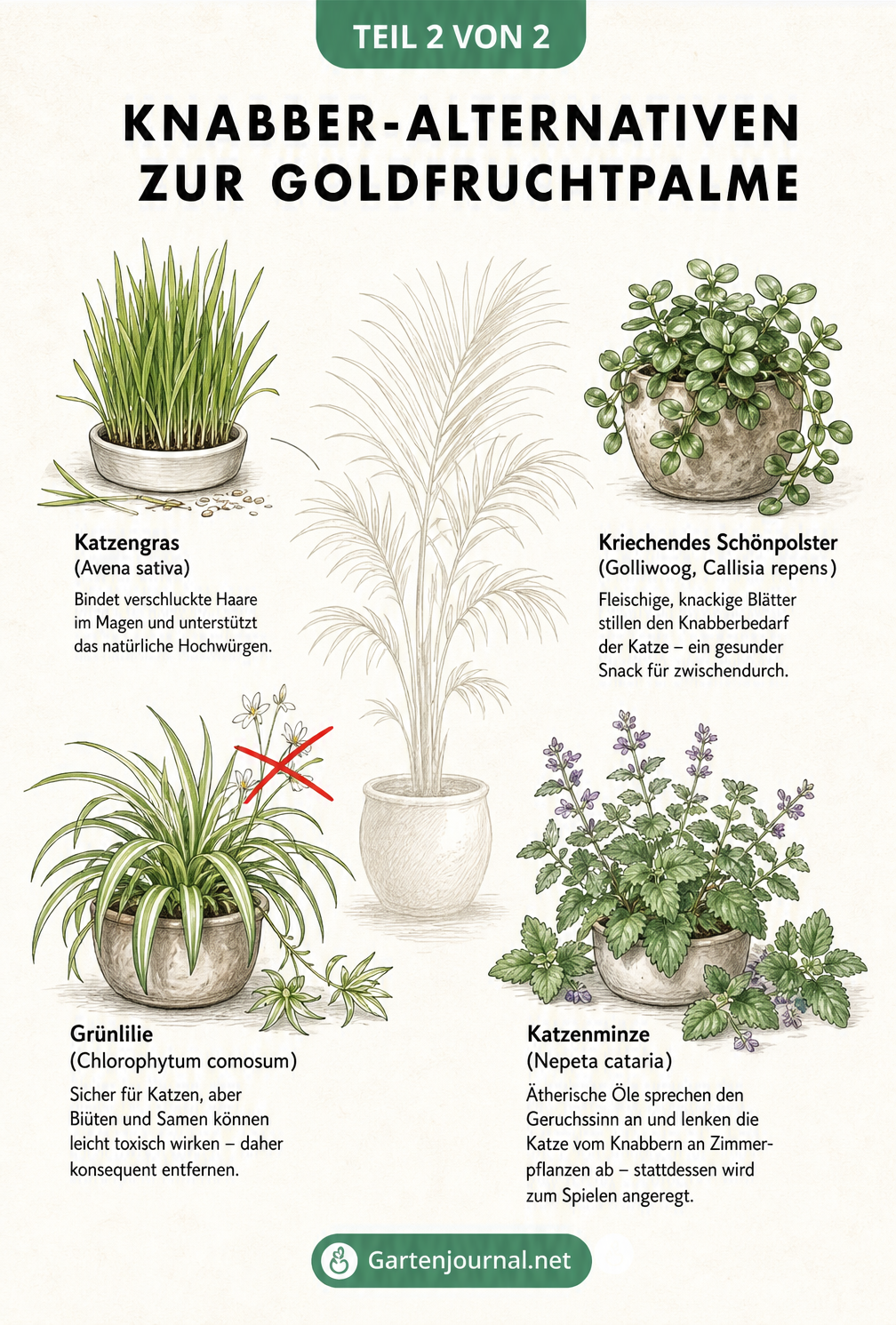 Botanische Illustration von Katzengras, Kriechendem Schönpolster, Grünlilie und Katzenminze als Knabber-Alternativen