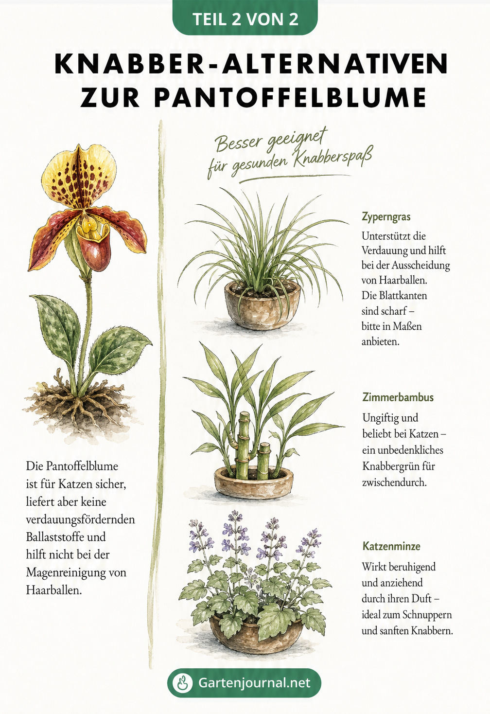 Aquarell-Zeichnung von Knabber-Alternativen zur Pantoffelblume wie Zyperngras, Zimmerbambus und Katzenminze.