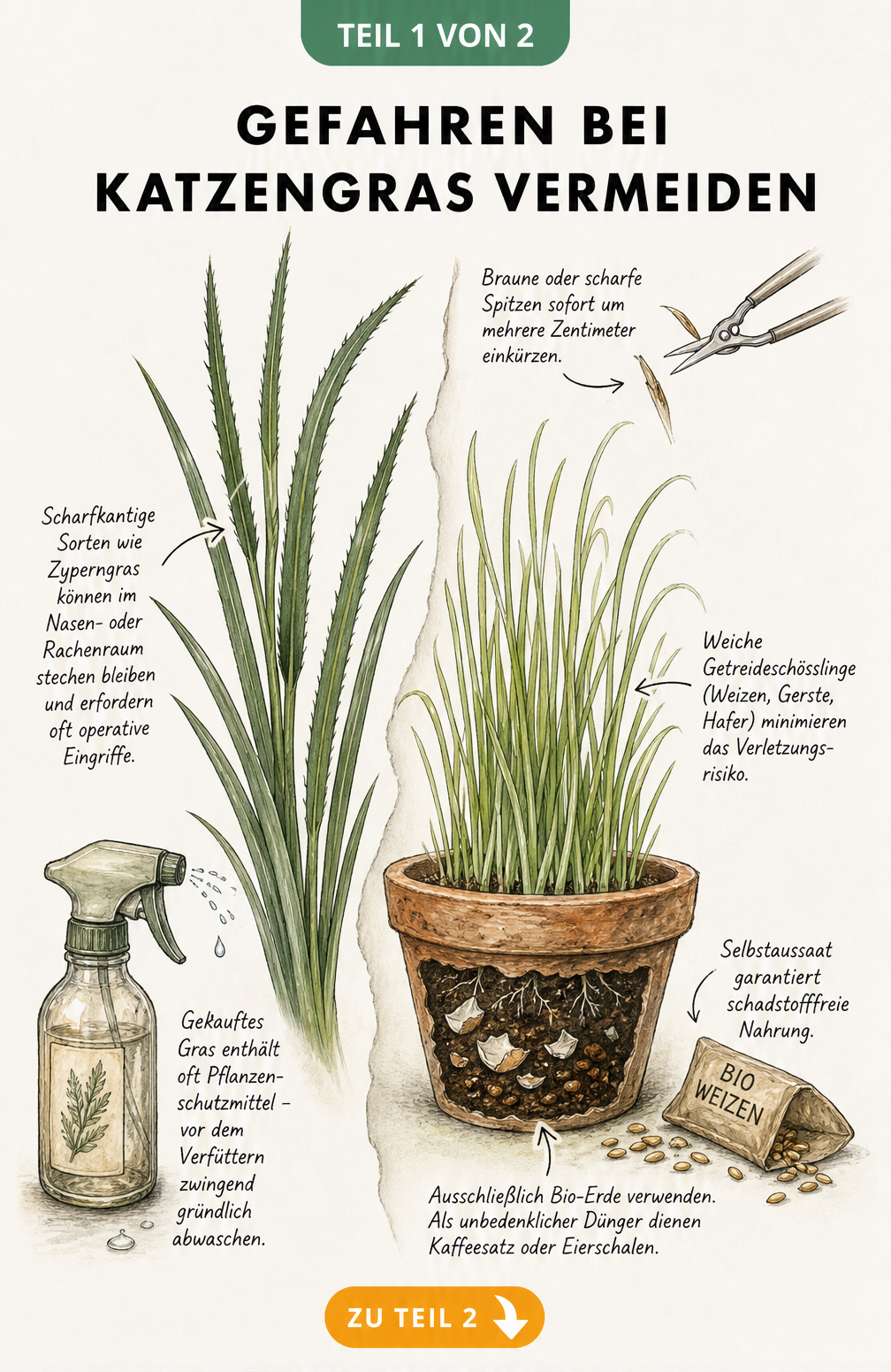 Illustration von scharfkantigem Zyperngras und weichem Weizengras im Vergleich
