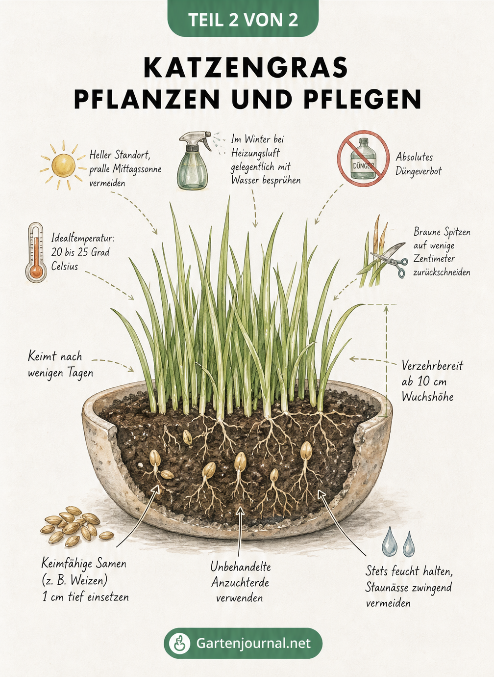 Querschnitt einer Pflanzschale mit Katzengras, der die Aussaat, das Wachstum und die Pflegebedingungen wie Licht, Temperatur und Gießen zeigt.