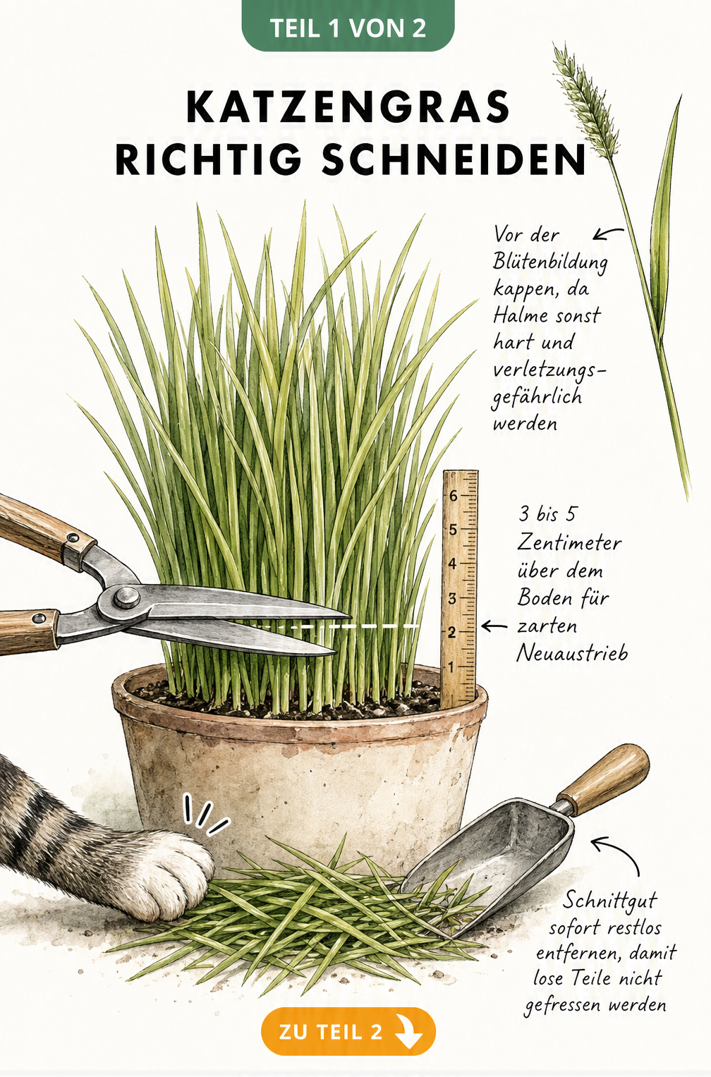 Illustration eines Katzengras-Topfes, bei dem eine Gartenschere das Gras 3 bis 5 Zentimeter über dem Boden abschneidet.