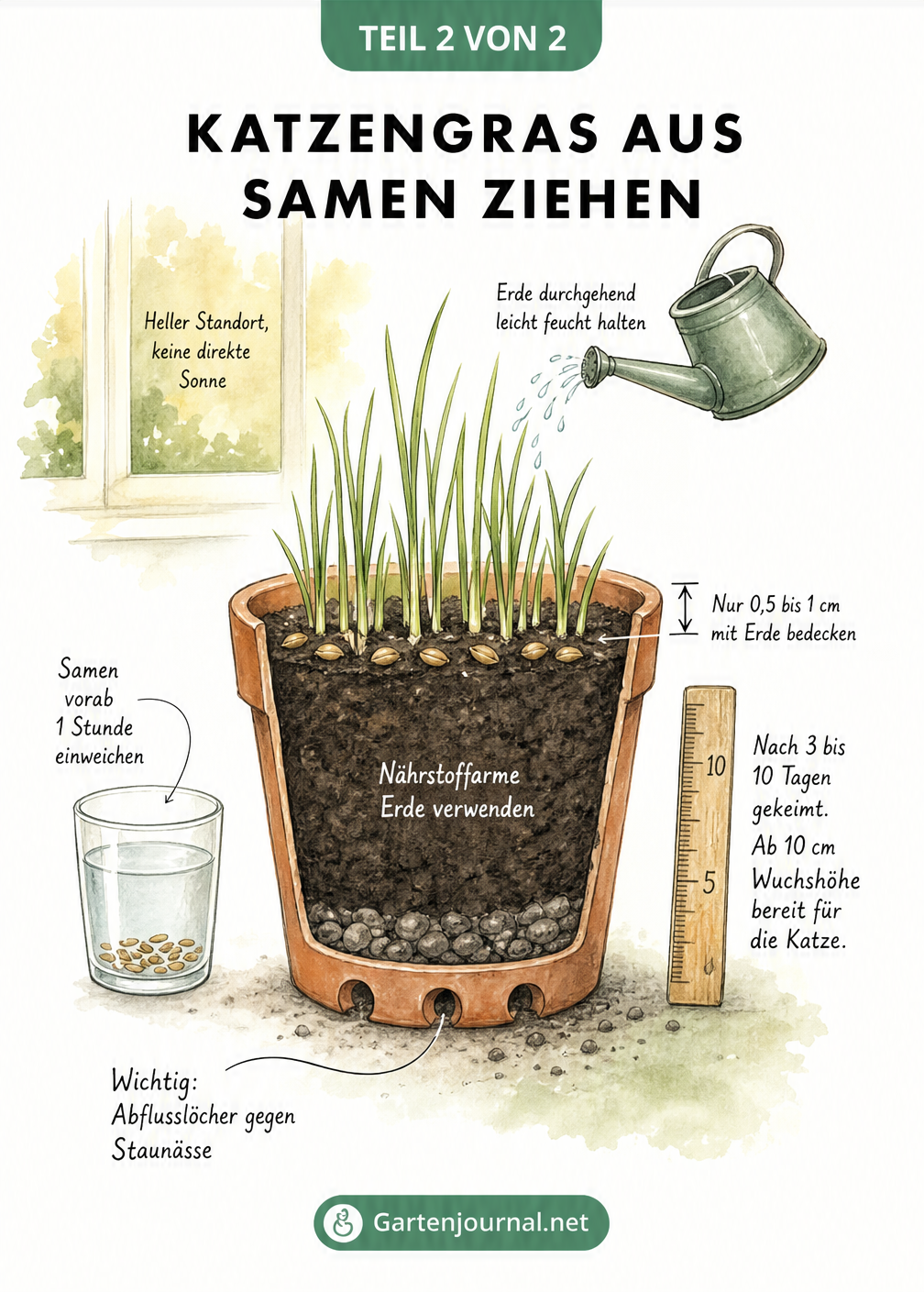 Querschnitt eines Terrakotta-Topfes mit Katzengras, der den Pflanzvorgang von der Einweichung der Samen bis zur Wuchshöhe zeigt