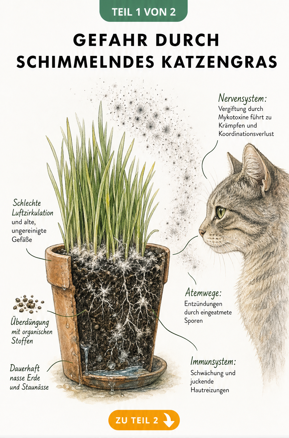 Querschnitt eines Blumentopfs mit Katzengras, der nasse Erde, Schimmelsporen und die gesundheitlichen Gefahren für Katzen zeigt.