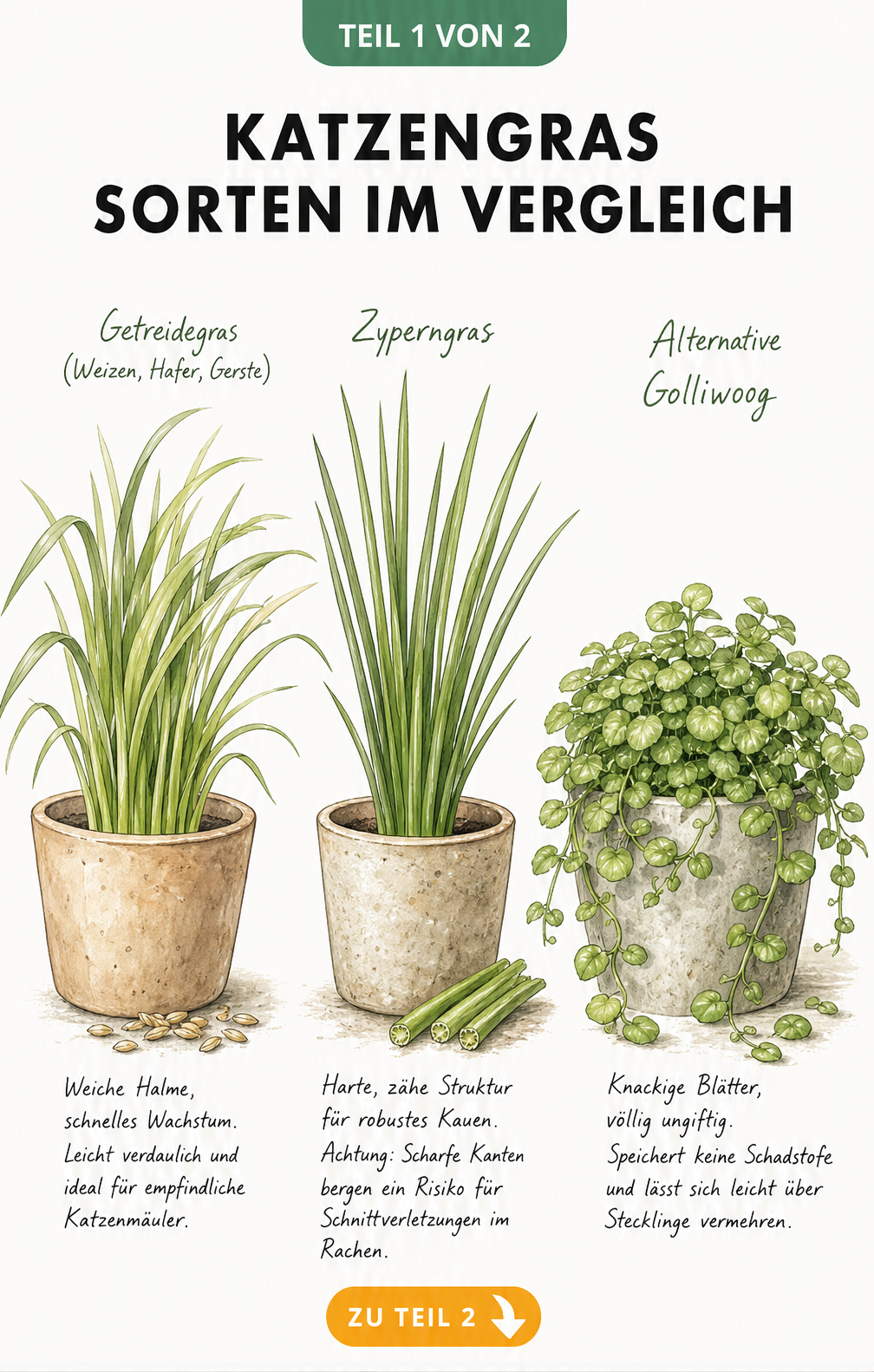 Illustration von drei Katzengras-Sorten im Vergleich: Getreidegras, Zyperngras und Golliwoog in Pflanztöpfen