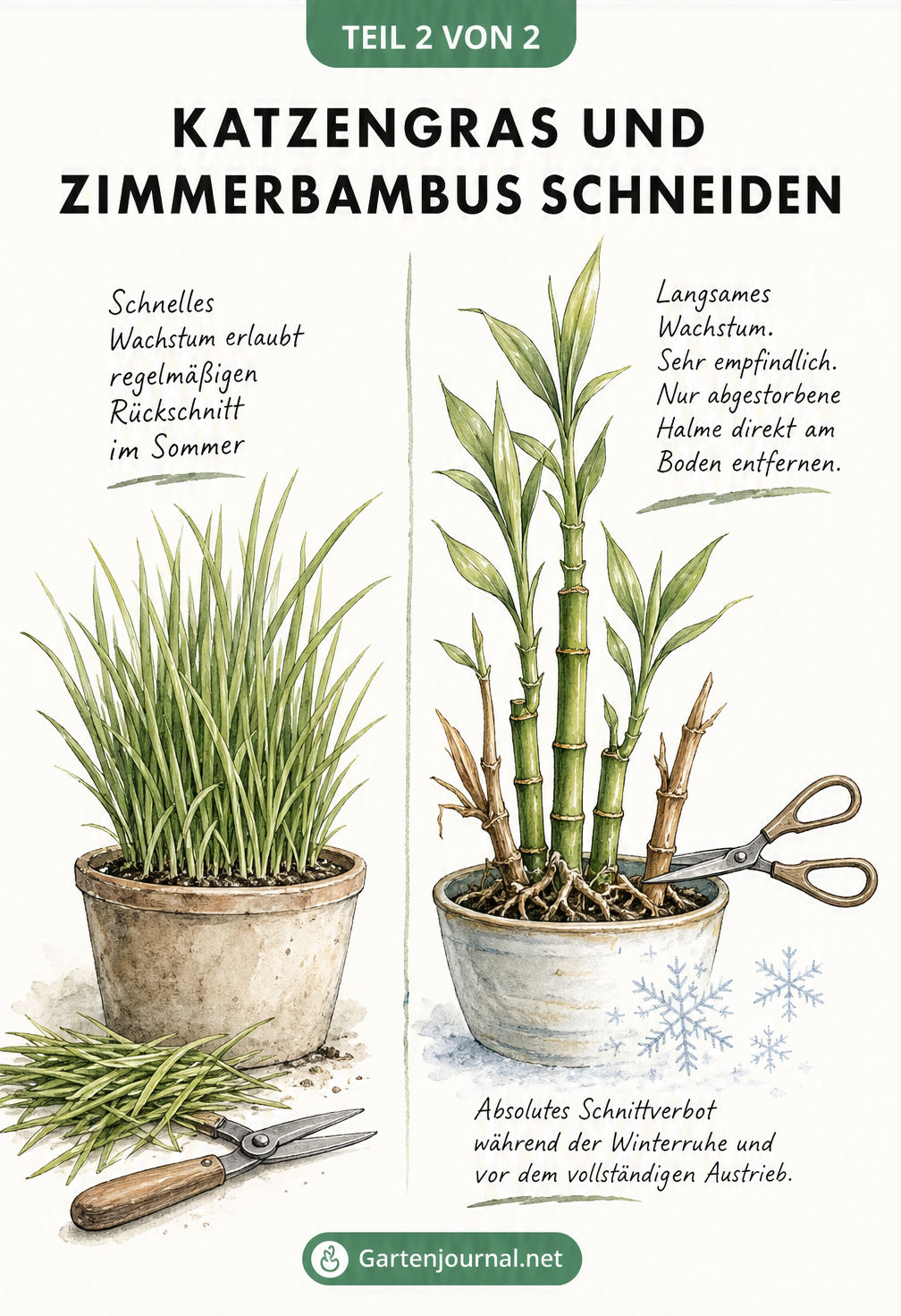 Vergleichsillustration zwischen schnell wachsendem Süßgras und langsam wachsendem Zimmerbambus mit Hinweisen zum Rückschnitt.