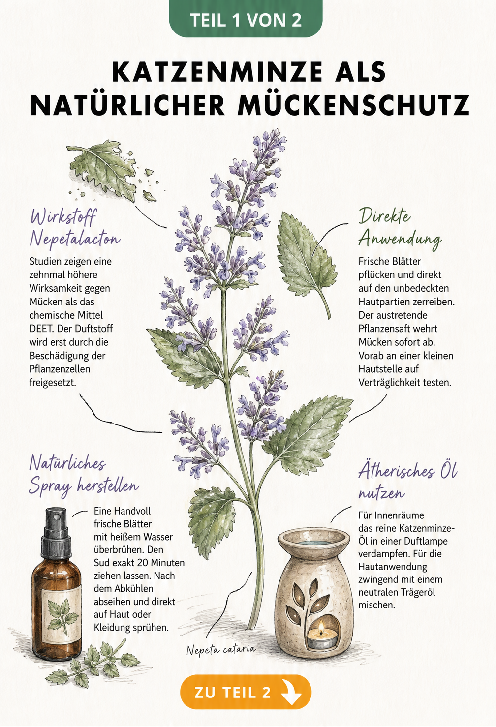 Botanische Illustration eines Katzenminze-Zweigs mit Erklärungen zur Anwendung als natürlicher Mückenschutz durch Nepetalacton, Blätter und Spray.