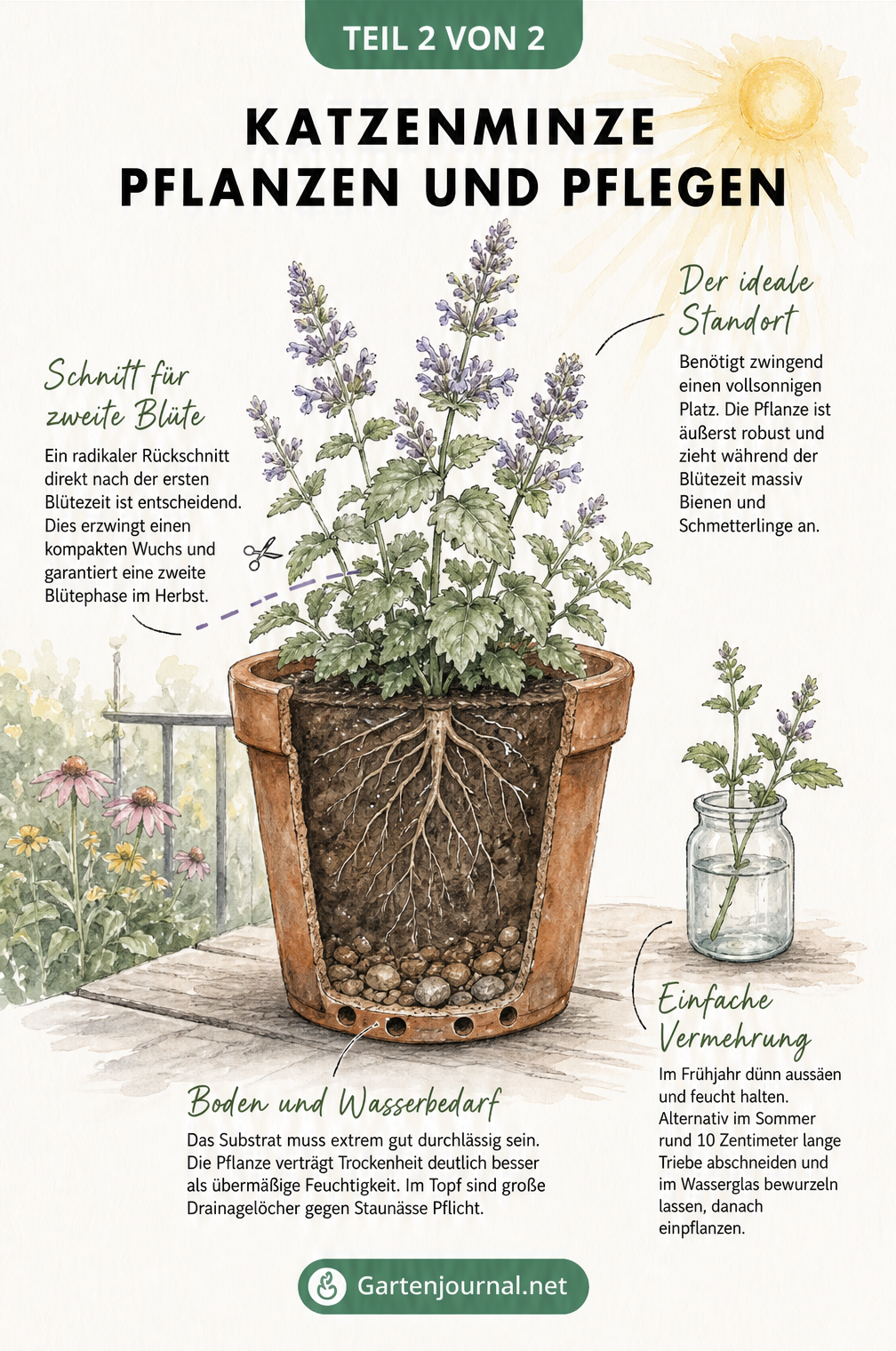 Querschnitt-Zeichnung eines bepflanzten Terrakotta-Topfes mit Katzenminze, inklusive Tipps zu Standort, Rückschnitt, Boden und Vermehrung.