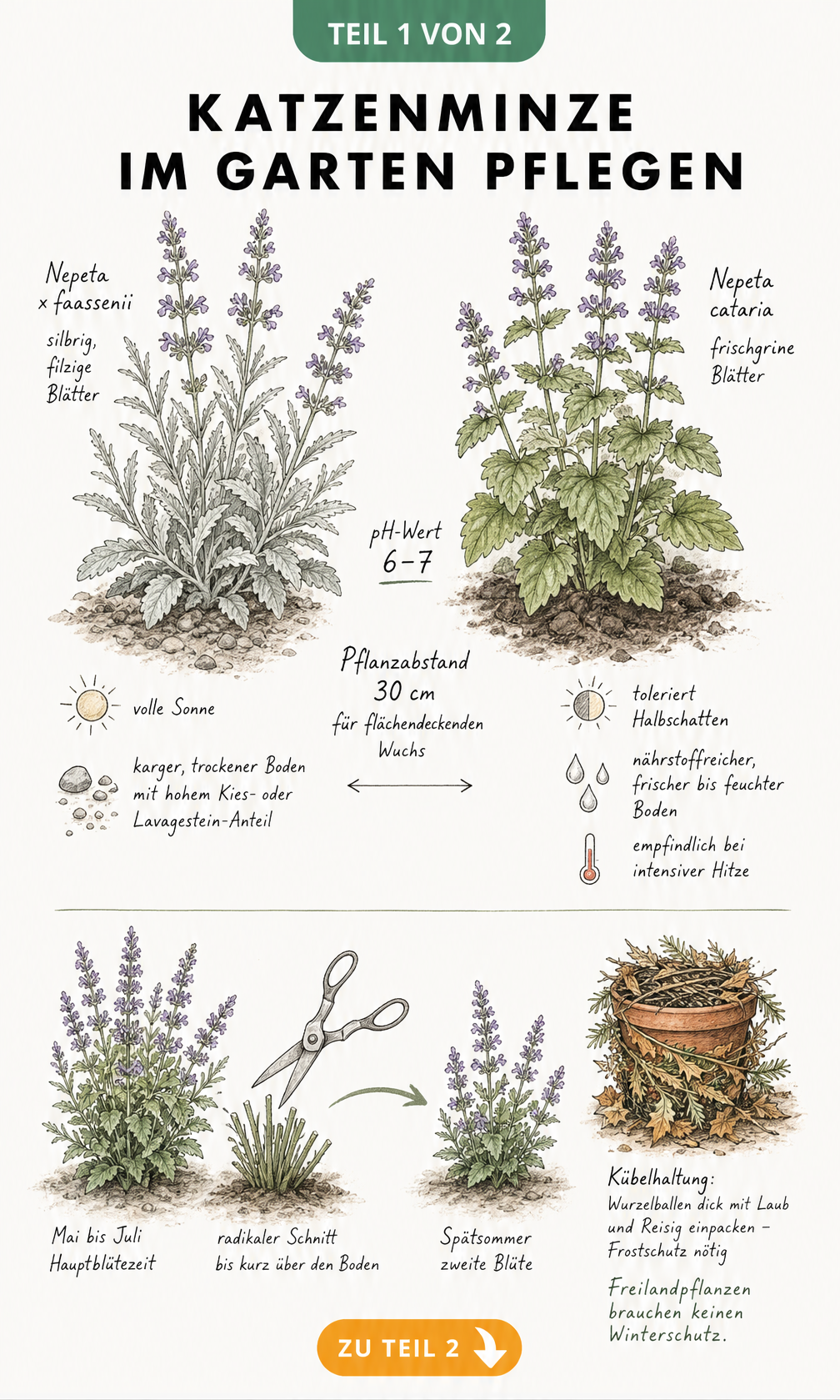 Botanische Skizze zur Pflege von Katzenminze mit Hinweisen zu Standort, Boden, pH-Wert und Rückschnitt