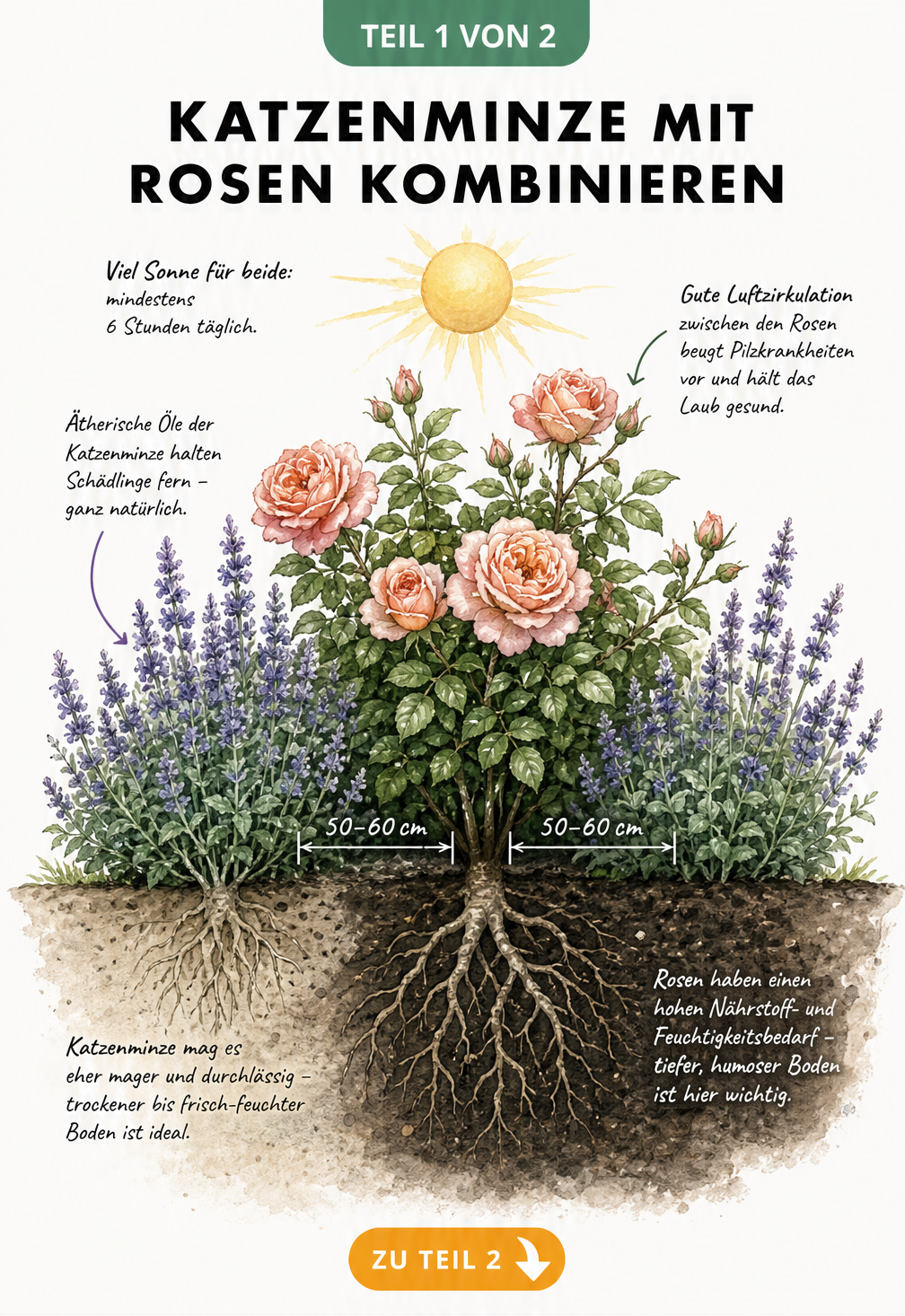 Illustration eines Gartenbeets mit pfirsichfarbener Rose und blau-violetter Katzenminze, inklusive Wurzelwerk und Bodenbeschaffenheit.