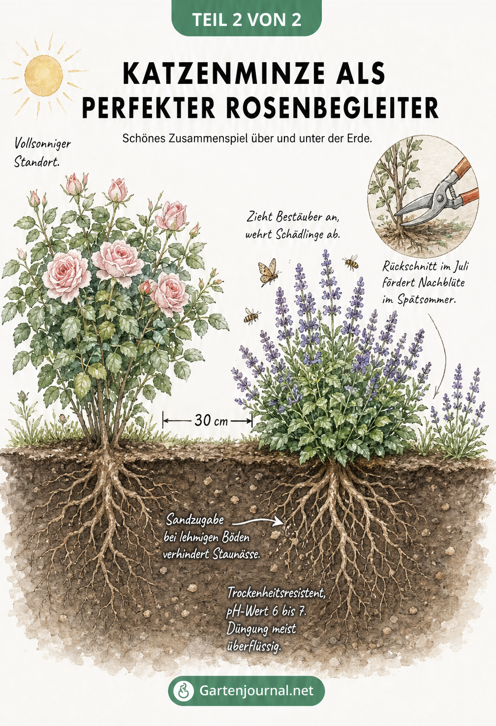Querschnitt eines Gartenbeets mit Katzenminze und Rosenstrauch
