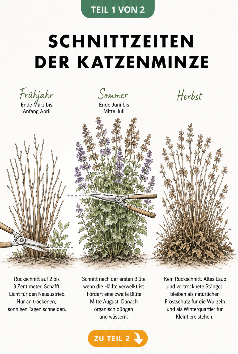 Illustration der Katzenminze in drei Entwicklungsstadien: Frühjahr, Sommer und Herbst mit den jeweiligen Schnittpunkten.