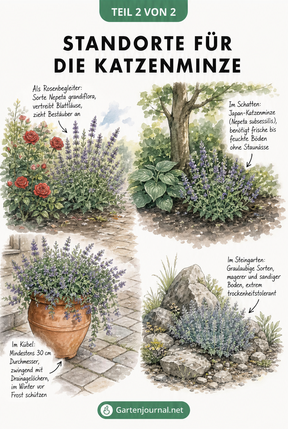 Illustration von vier Gartenbereichen mit Katzenminze: als Rosenbegleiter, im Schatten, im Kübel und im Steingarten.