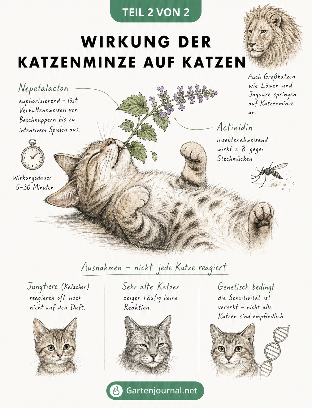 Illustration einer Katze, die an Katzenminze schnuppert, mit Erklärungen zu den Inhaltsstoffen Nepetalacton und Actinidin