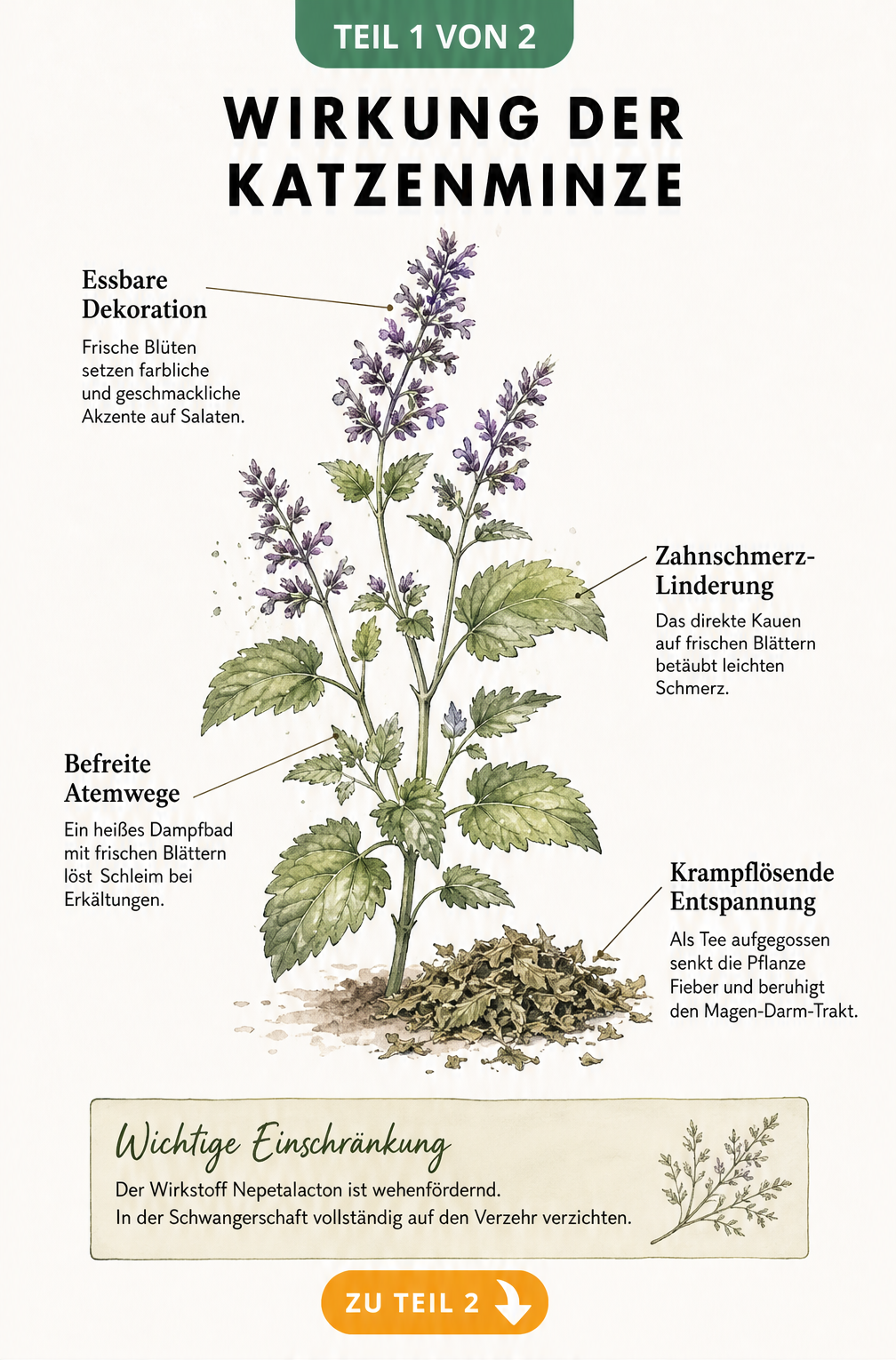 Botanische Illustration der Katzenminze mit Erklärungen zur Wirkung auf den Menschen wie Zahnschmerzlinderung und befreite Atemwege