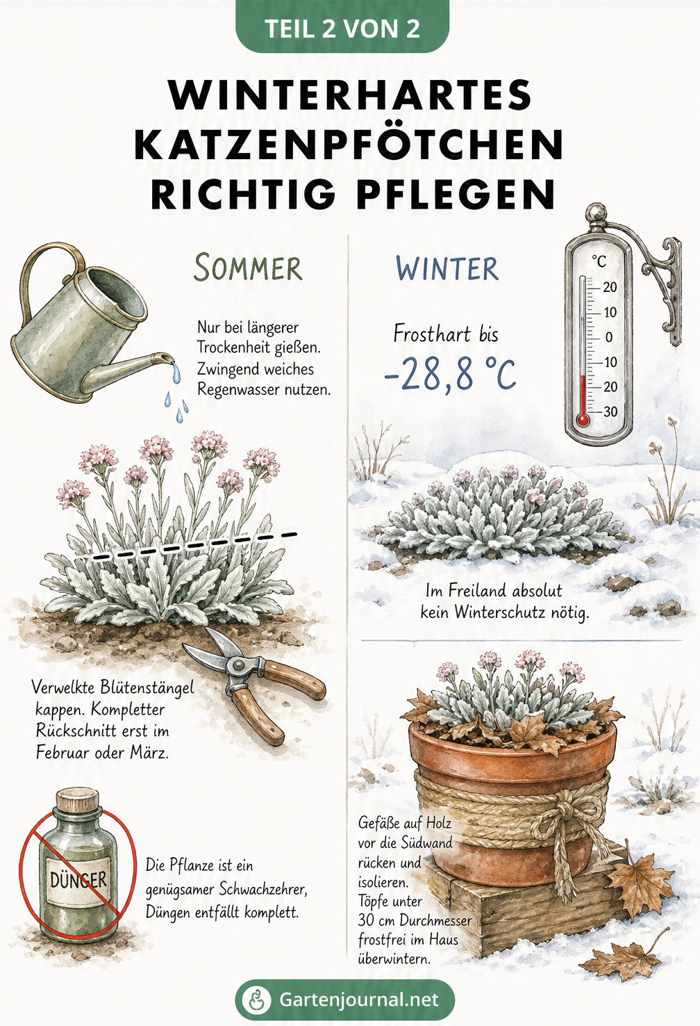 Zweigeteilte Illustration zur Pflege des Katzenpfötchens im Sommer und Winter mit Hinweisen zu Gießen, Schneiden und Überwintern
