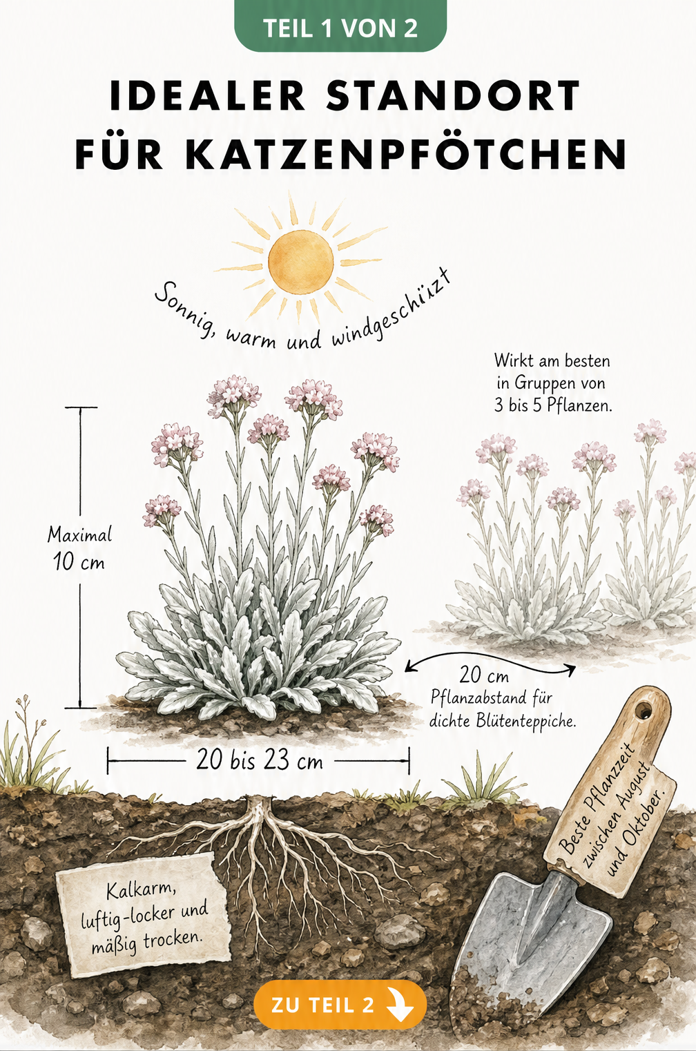 Botanische Illustration eines Katzenpfötchens im Beet mit Angaben zu Wuchshöhe, Pflanzabstand und Bodenbeschaffenheit