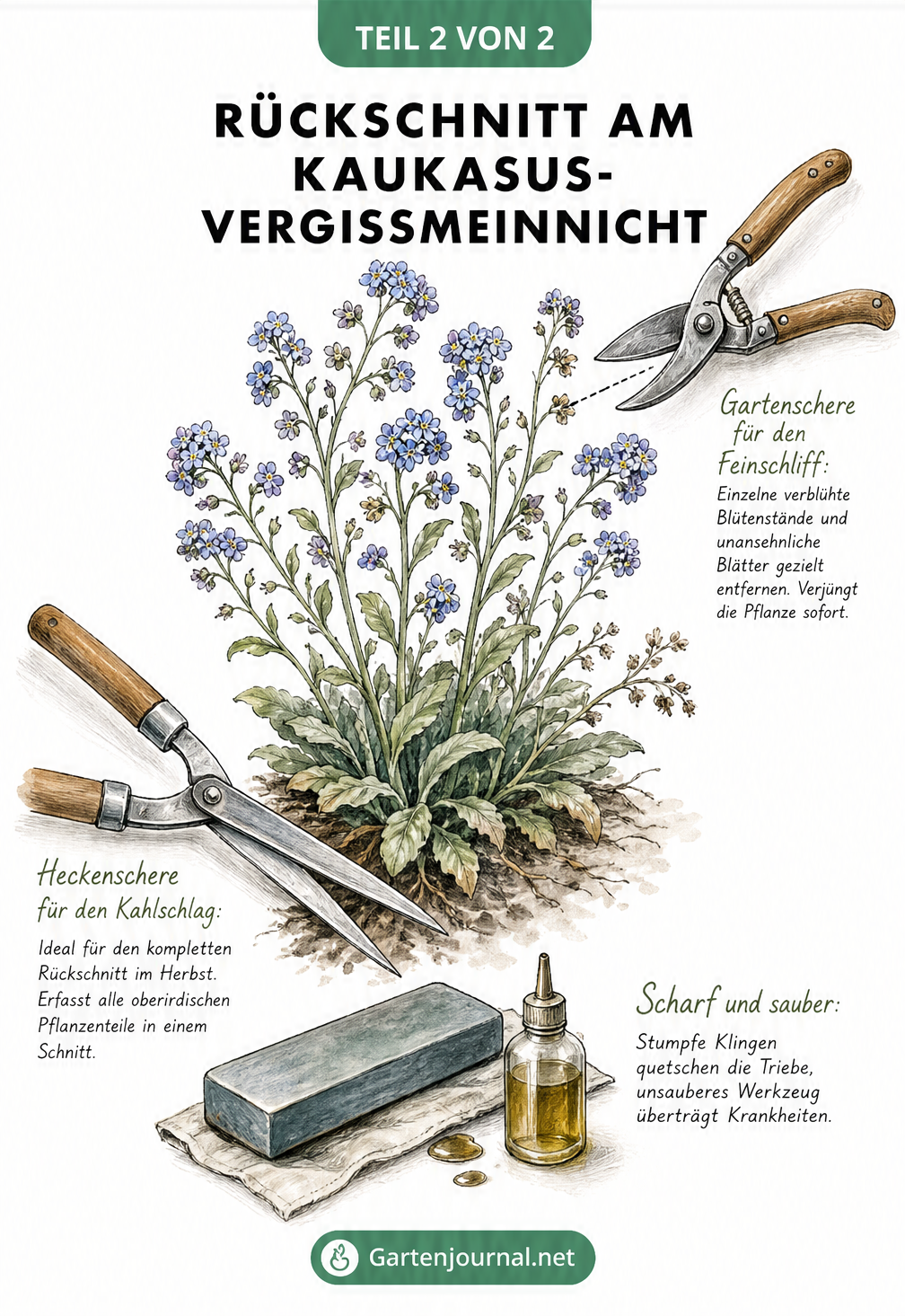 Zeichnung einer Kaukasus-Vergissmeinnicht-Staude mit Gartenschere, Heckenschere und Schleifstein zur Erklärung der Schnittwerkzeuge.