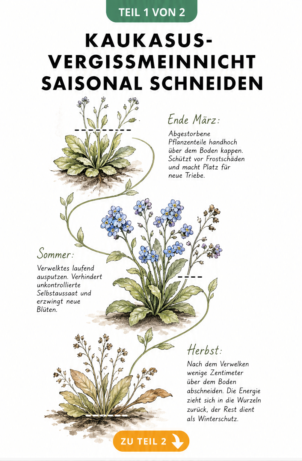 Illustration einer Kaukasus-Vergissmeinnicht-Ranke, die den saisonalen Rückschnitt im Frühjahr, Sommer und Herbst zeigt.