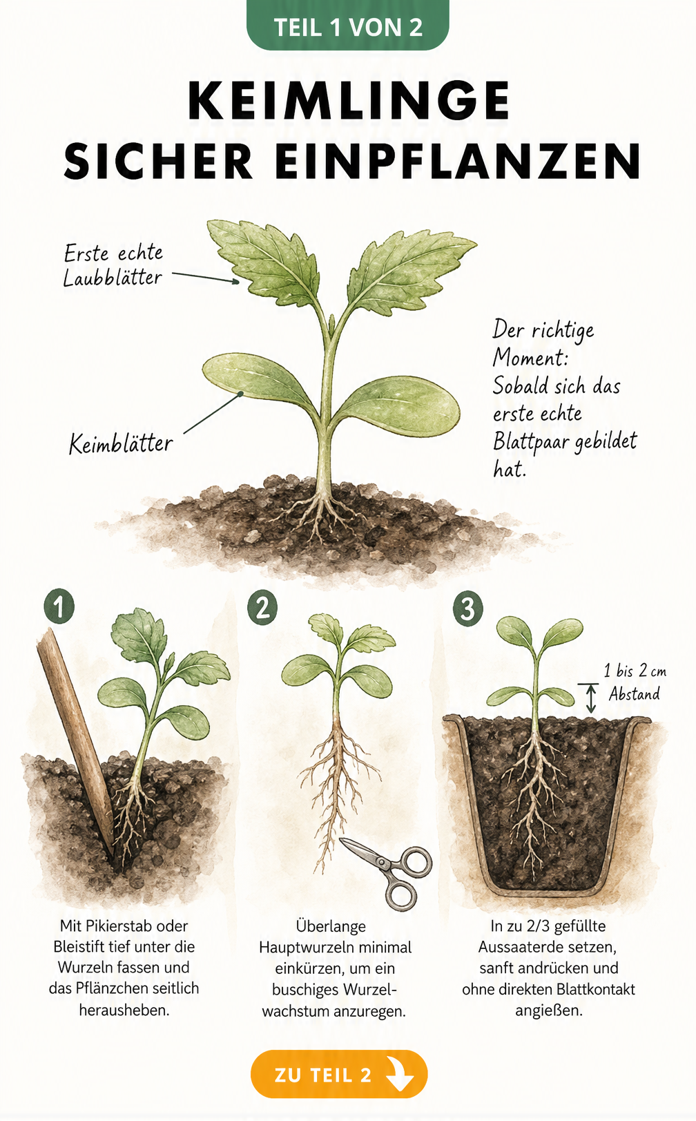 Botanische Illustration zeigt den richtigen Zeitpunkt zum Pikieren von Keimlingen ab dem ersten echten Laubblatt und den Vorgang mit Pikierstab und Aussaaterde.