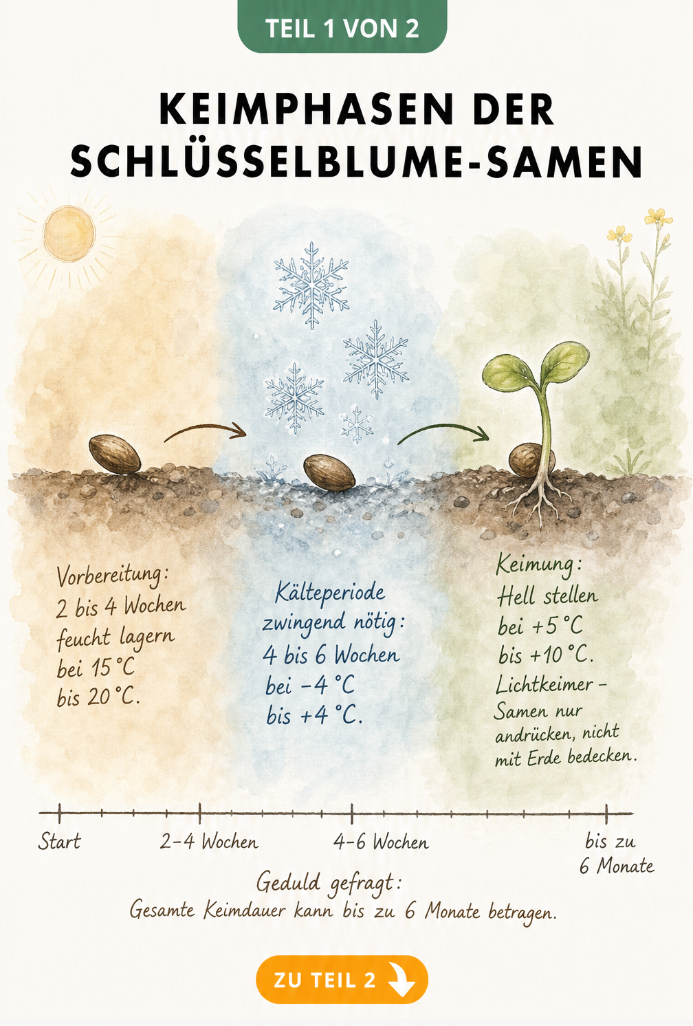 Aquarellierte Darstellung der Keimphasen von Schlüsselblumen-Samen mit Temperaturangaben und Zeitstrahl