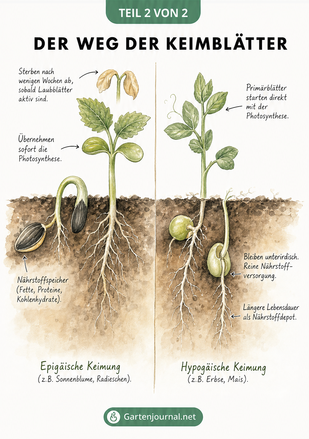 Aquarell-Illustration der epigäischen und hypogäischen Keimung vom Samen bis zur Jungpflanze