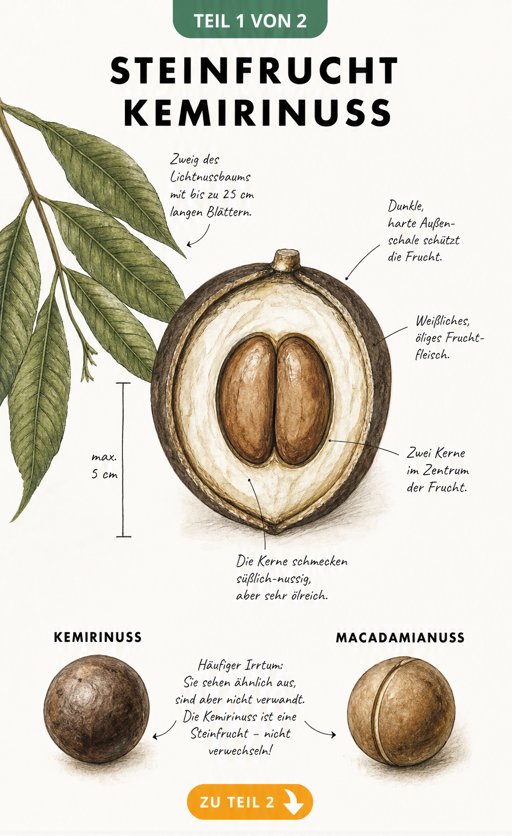 Botanische Zeichnung einer aufgeschnittenen Kemirinuss mit dunkler Schale, weißem Fruchtfleisch und zwei Kernen neben einem Lichtnussbaum-Zweig