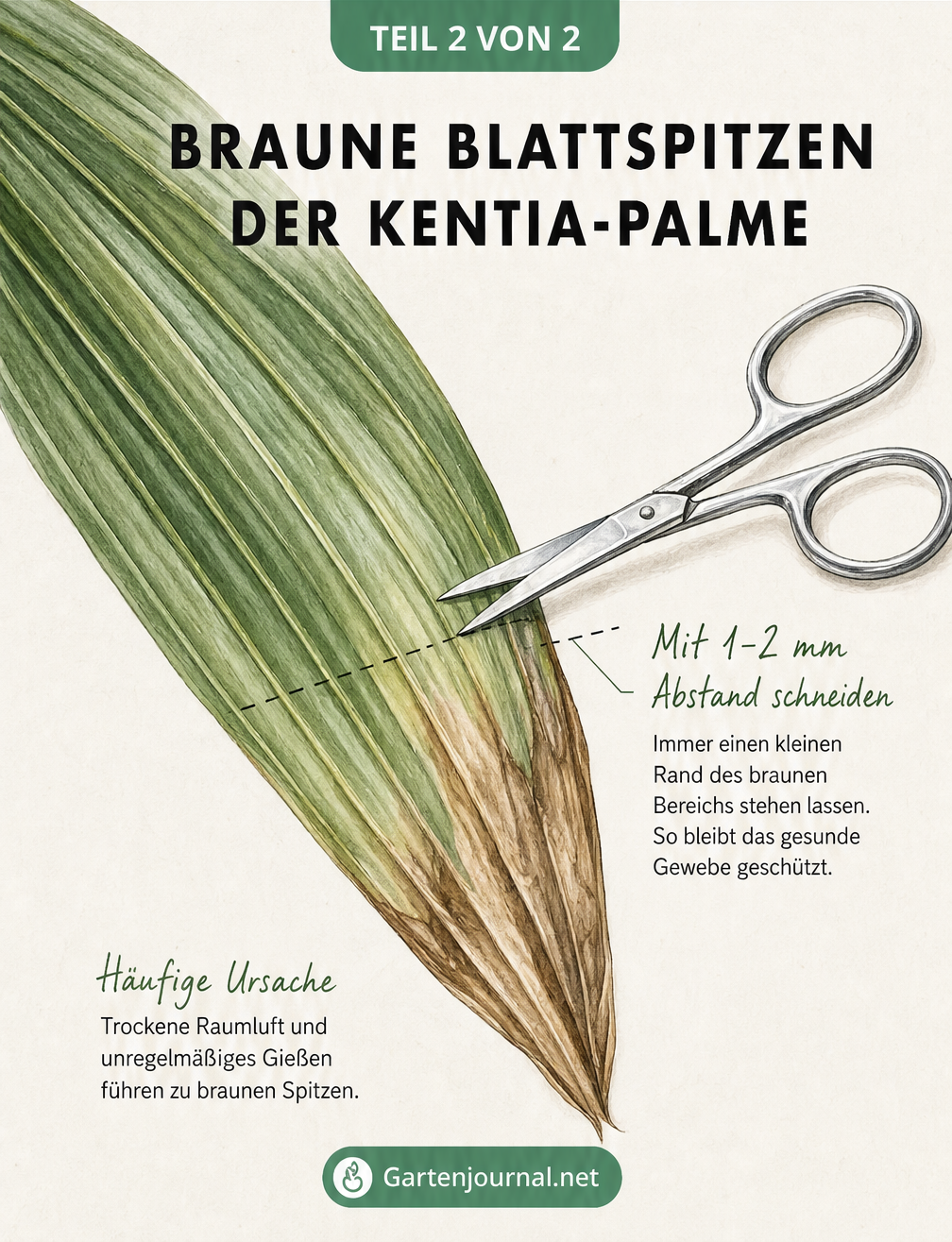 Makro-Zeichnung eines Kentia-Palmblatts mit brauner Spitze und angesetzter Schere