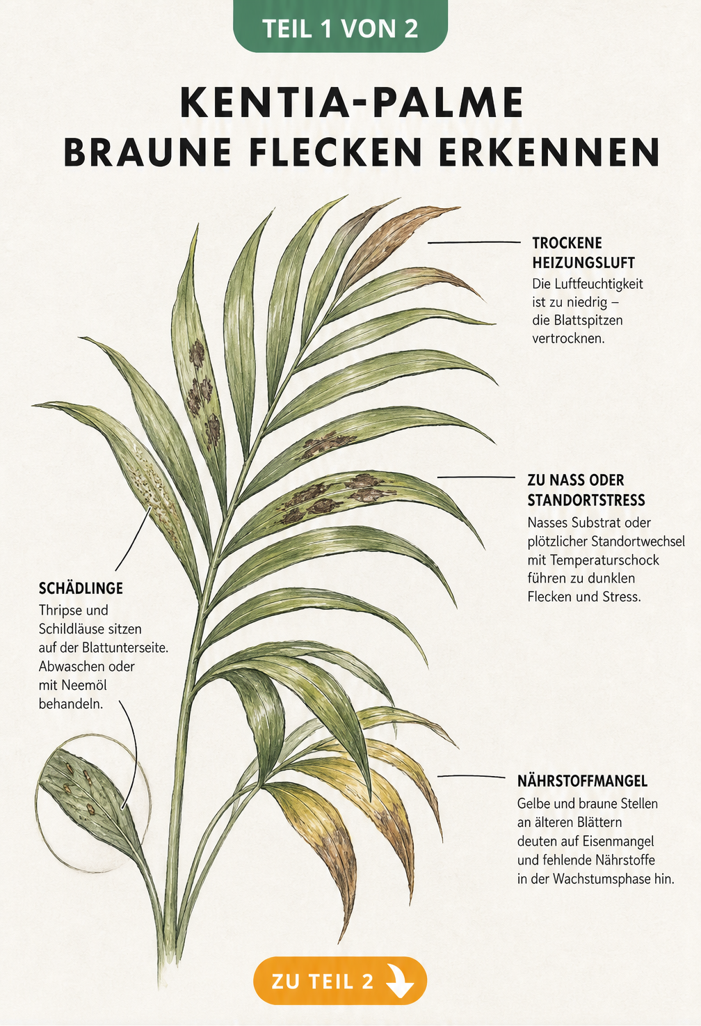 Illustration eines Kentia-Palmenwedels mit braunen Flecken, gelben Verfärbungen und Schädlingen sowie Erklärungen zu Ursachen wie Heizungsluft, Eisenmangel und...