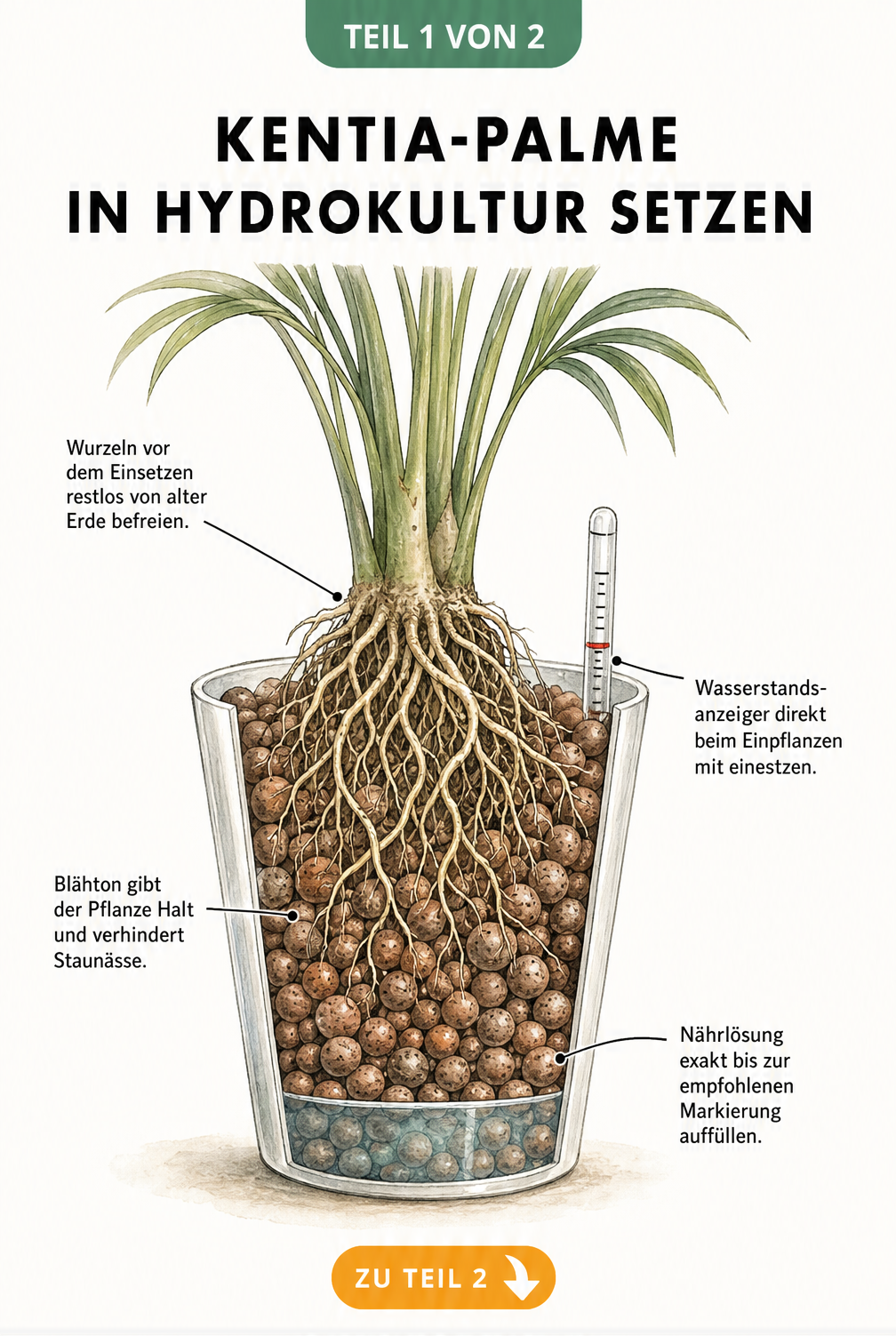 Querschnitt eines Pflanzgefäßes mit einer Kentia-Palme in Hydrokultur, Blähton und Wasserstandsanzeiger