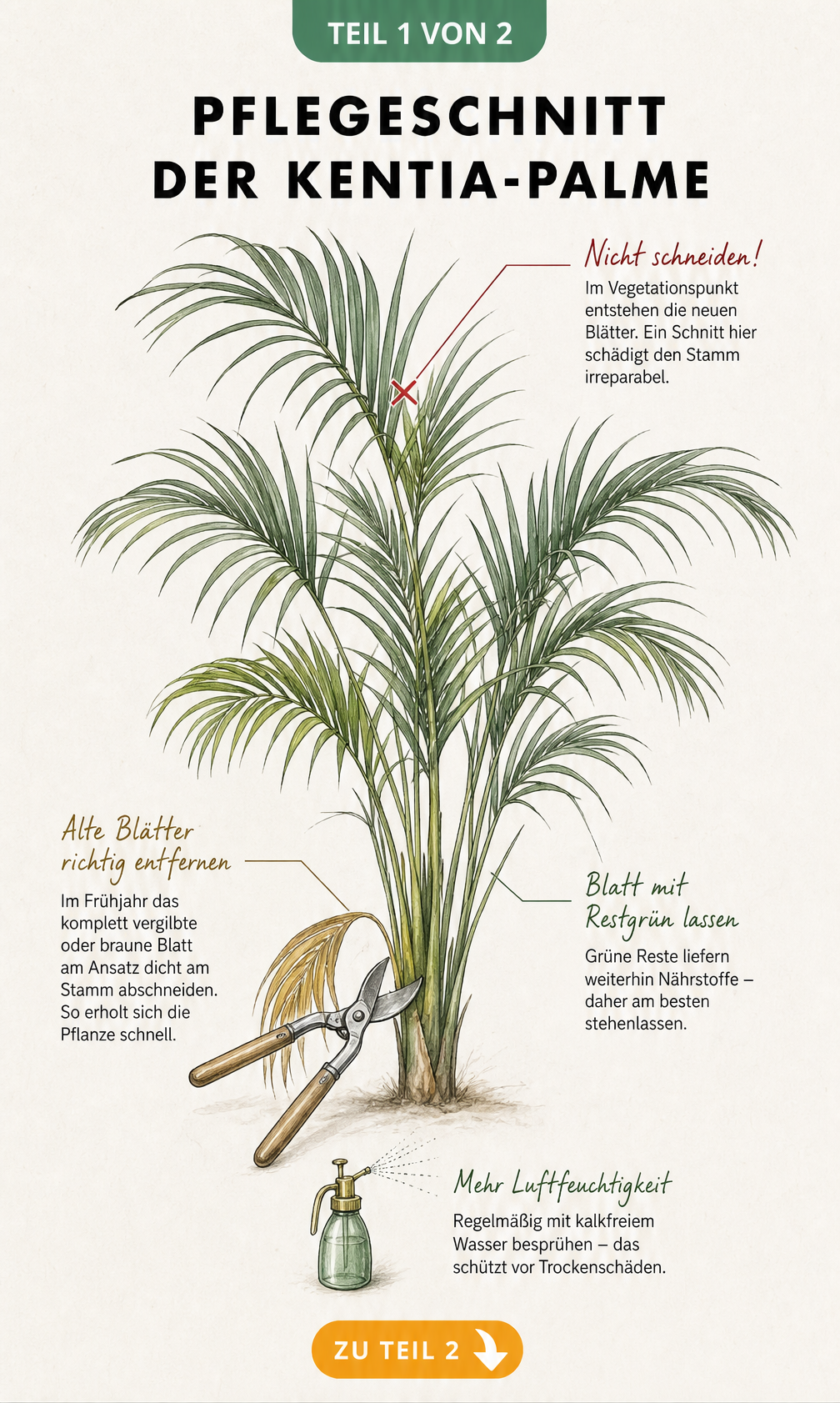 Botanische Illustration einer Kentia-Palme mit Hinweisen zum richtigen Pflegeschnitt