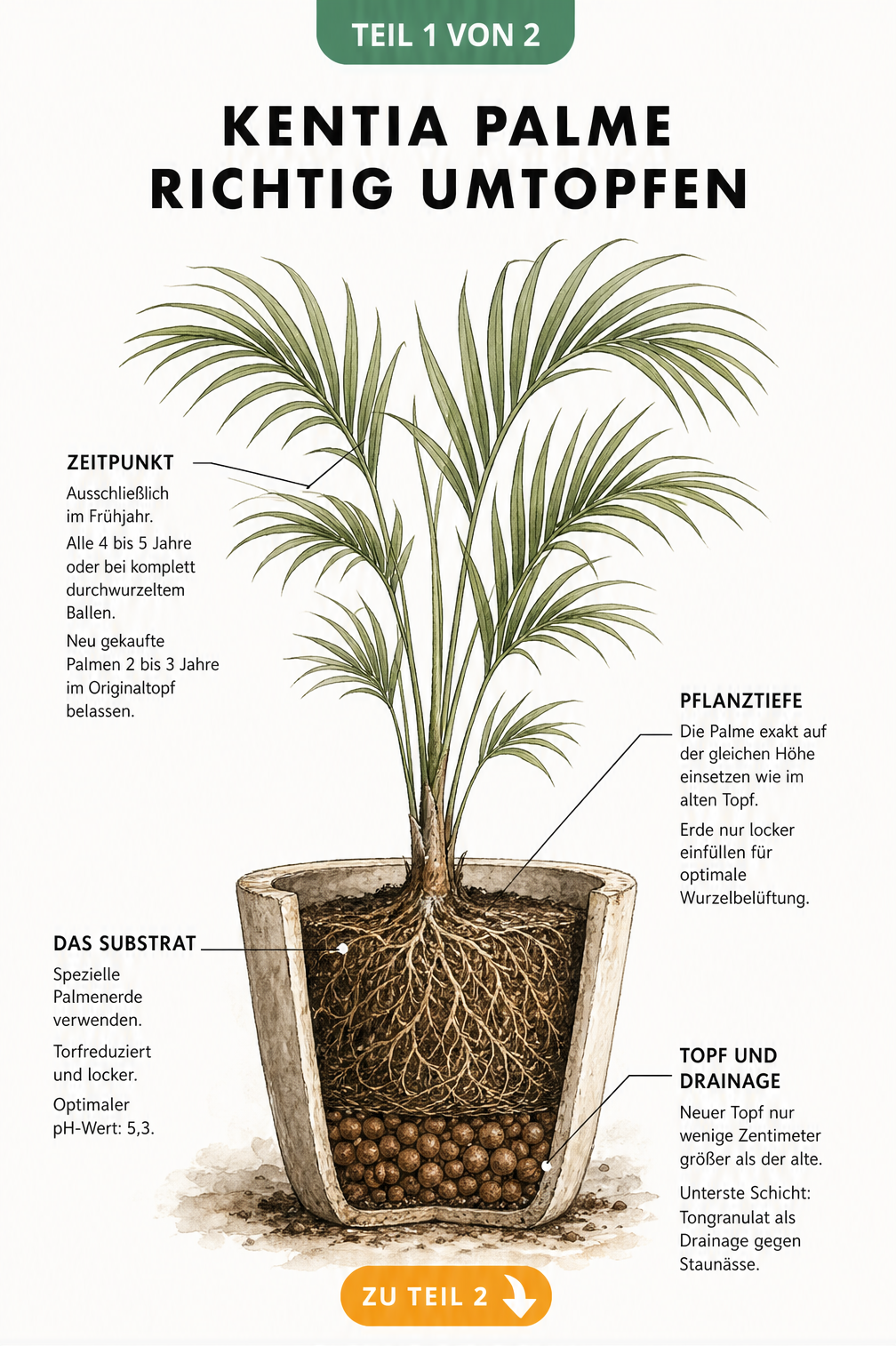 Botanische Illustration einer Kentia Palme im aufgeschnittenen Pflanztopf mit Hinweisen zu Zeitpunkt, Pflanztiefe, Substrat und Drainage beim Umtopfen.