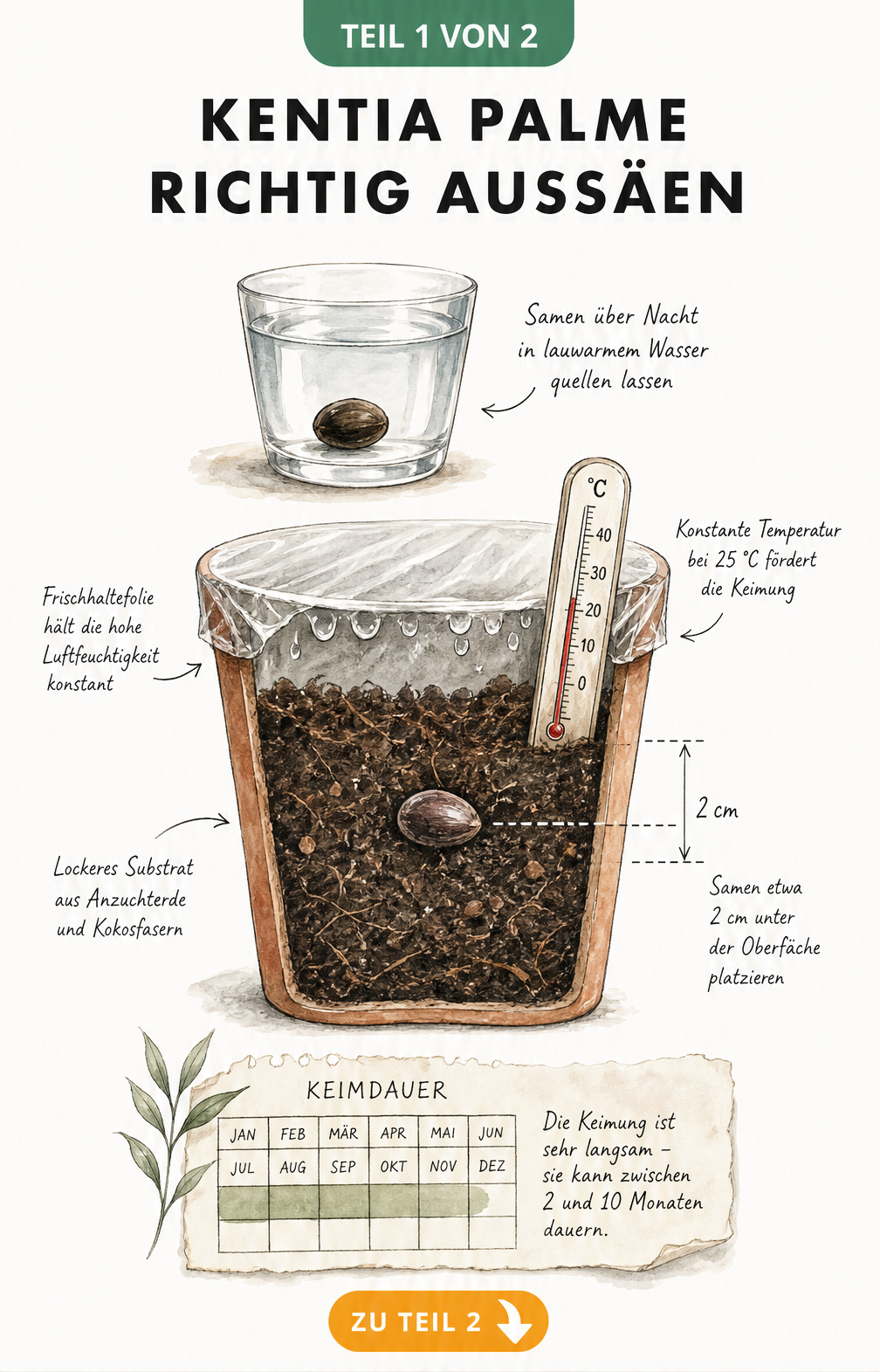 Illustration eines Querschnitts durch einen Pflanztopf, der die Aussaat eines Kentia-Palmen-Samens in Anzuchterde zeigt, inklusive Thermometer und...