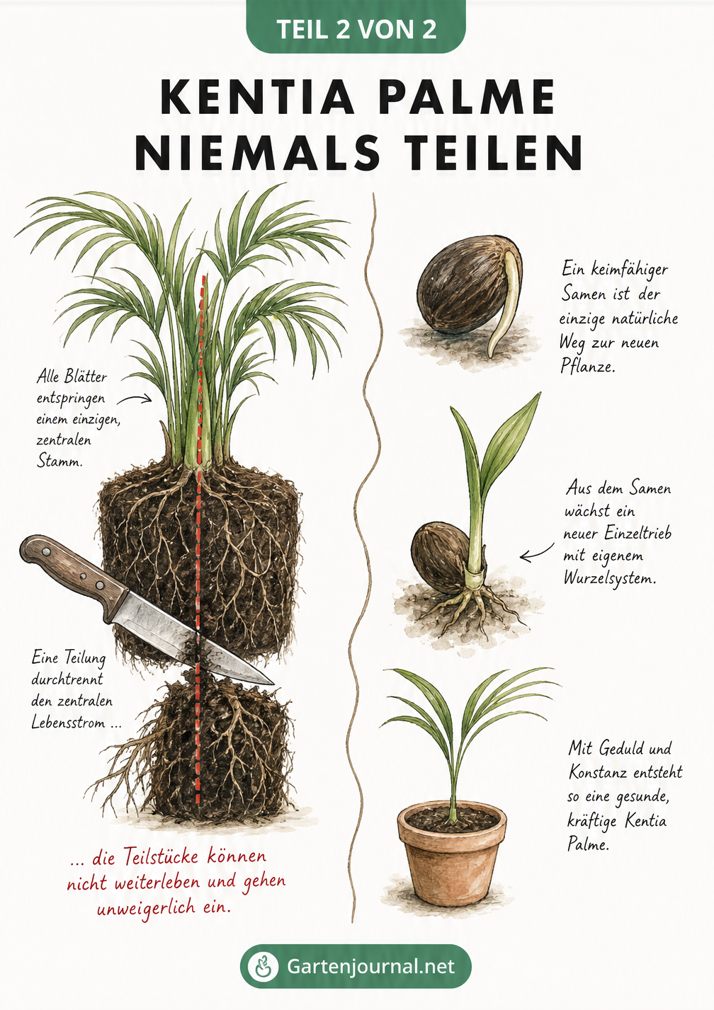 Gegenüberstellung einer ausgewachsenen Kentia-Palme, deren Wurzelballen fälschlicherweise durchtrennt wird, und eines keimenden Samens als korrekte...