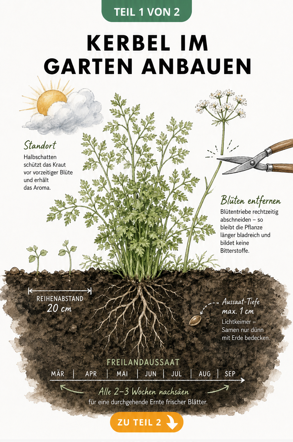 Botanische Querschnitt-Illustration einer Kerbelpflanze im Beet mit Wurzelwerk, Standort-Hinweisen und Aussaat-Bedingungen