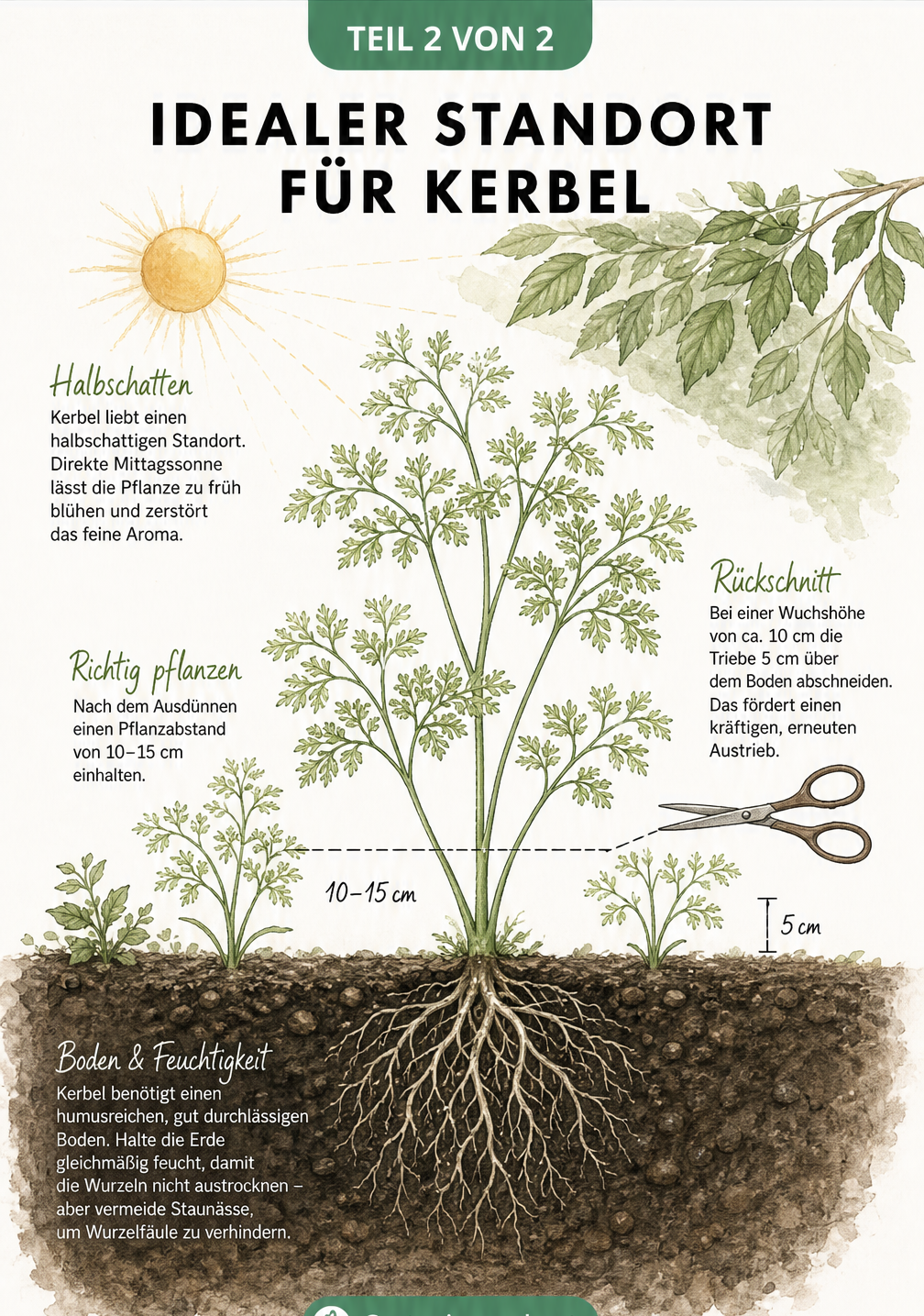 Botanische Illustration einer Kerbelpflanze mit Wurzelwerk, die den idealen halbschattigen Standort und den Pflanzabstand zeigt.