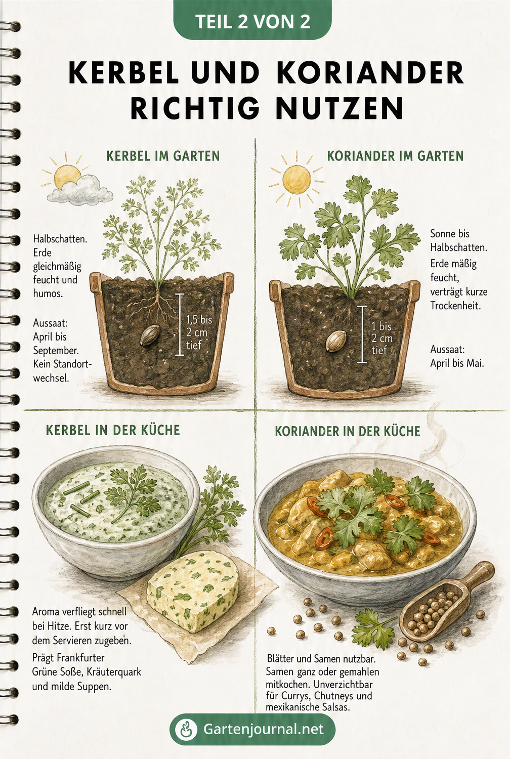 Illustration zu Anbau und Verwendung von Kerbel und Koriander in Garten und Küche