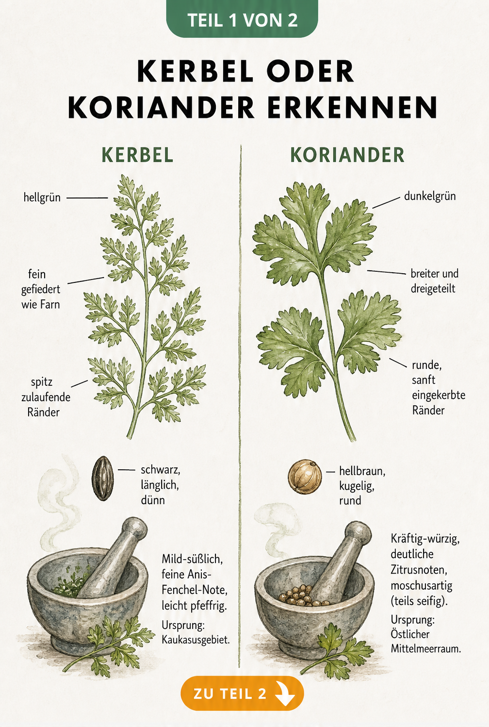 Botanische Gegenüberstellung von Kerbel und Koriander mit Blättern, Samen und Mörser
