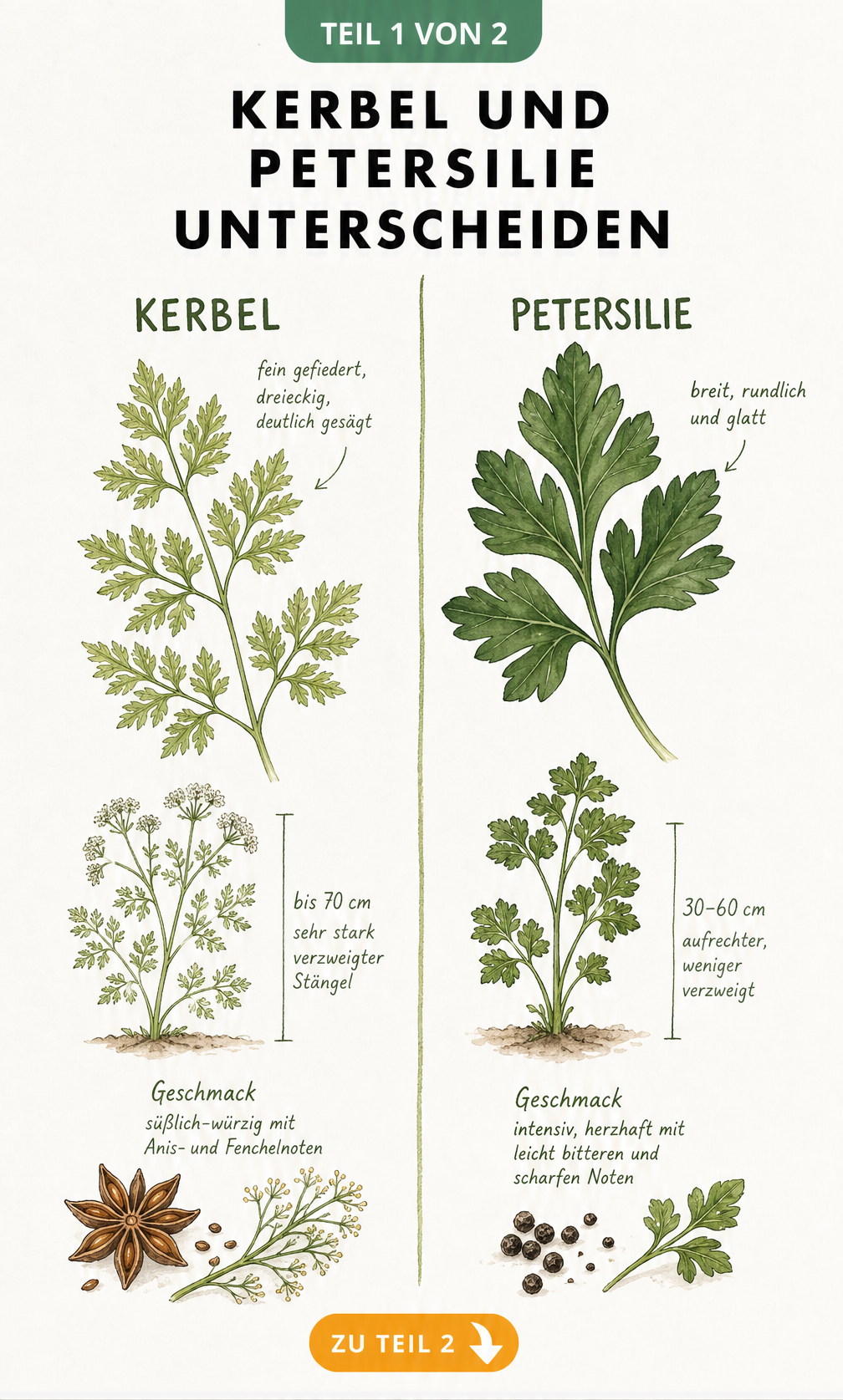Botanische Illustration von Kerbel und Petersilie mit Blattformen, Wuchshöhe und Geschmacksnoten