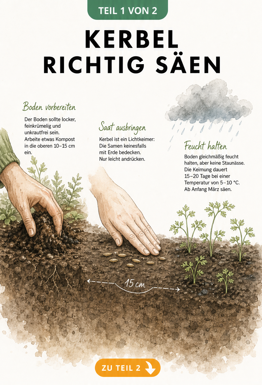 Illustration eines Gartenbeets im Querschnitt, die das Säen von Kerbel zeigt: Bodenvorbereitung, Samen auf der Erde und erste Keimlinge.