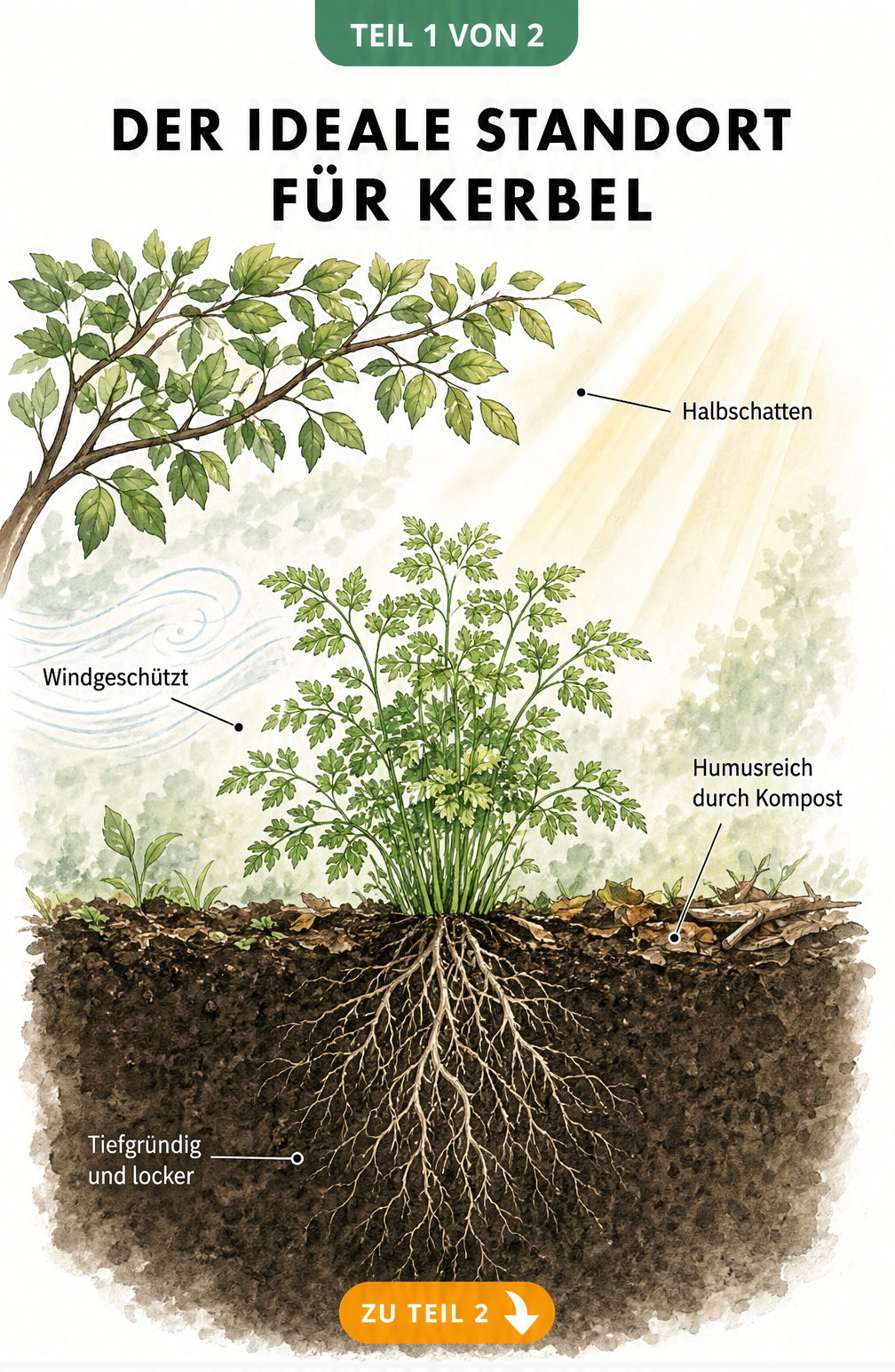 Querschnitt eines Gartenbeets mit einer Kerbelpflanze im Halbschatten, geschützt vor Wind, in humusreicher und tiefgründiger Erde.